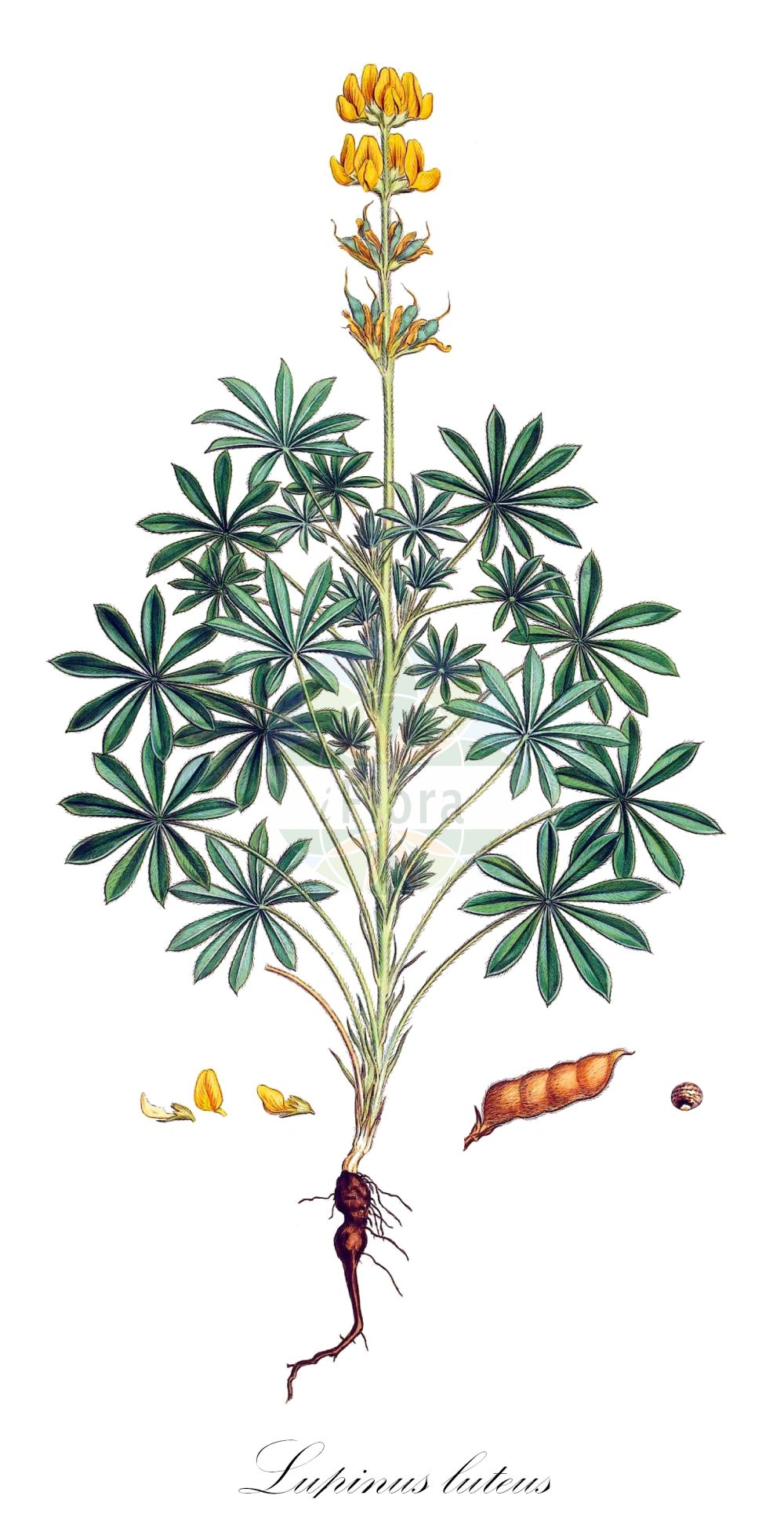 Historische Abbildung von Lupinus luteus. Das Bild zeigt Blatt, Bluete, Frucht und Same. ---- Historical Drawing of Lupinus luteus. The image is showing leaf, flower, fruit and seed.(Lupinus luteus,Lupinus luteus,Lupinus,Lupine,Lupine,Fabaceae,Schmetterlingsblütler,Pea family,Blatt,Bluete,Frucht,Same,leaf,flower,fruit,seed,Sibthorp & Smith (1806-1840))