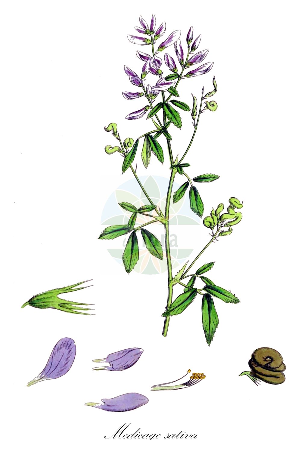 Historische Abbildung von Medicago sativa (Saat-Luzerne - Lucerne). Das Bild zeigt Blatt, Bluete, Frucht und Same. ---- Historical Drawing of Medicago sativa (Saat-Luzerne - Lucerne). The image is showing leaf, flower, fruit and seed.(Medicago sativa,Saat-Luzerne,Lucerne,Medicago afganica,Medicago grandiflora,Medicago ladak,Medicago mesopotamica,Medicago orientalis,Medicago polia,Medicago praesativa,Medicago sativa,Medicago sogdiana,Trigonella upendrae,Saat-Luzerne,Echte Luzerne,Lucerne,Alfalfa,Purple Medick,Medicago,Schneckenklee,Alfalfa,Fabaceae,Schmetterlingsblütler,Pea family,Blatt,Bluete,Frucht,Same,leaf,flower,fruit,seed,Sowerby (1790-1813))