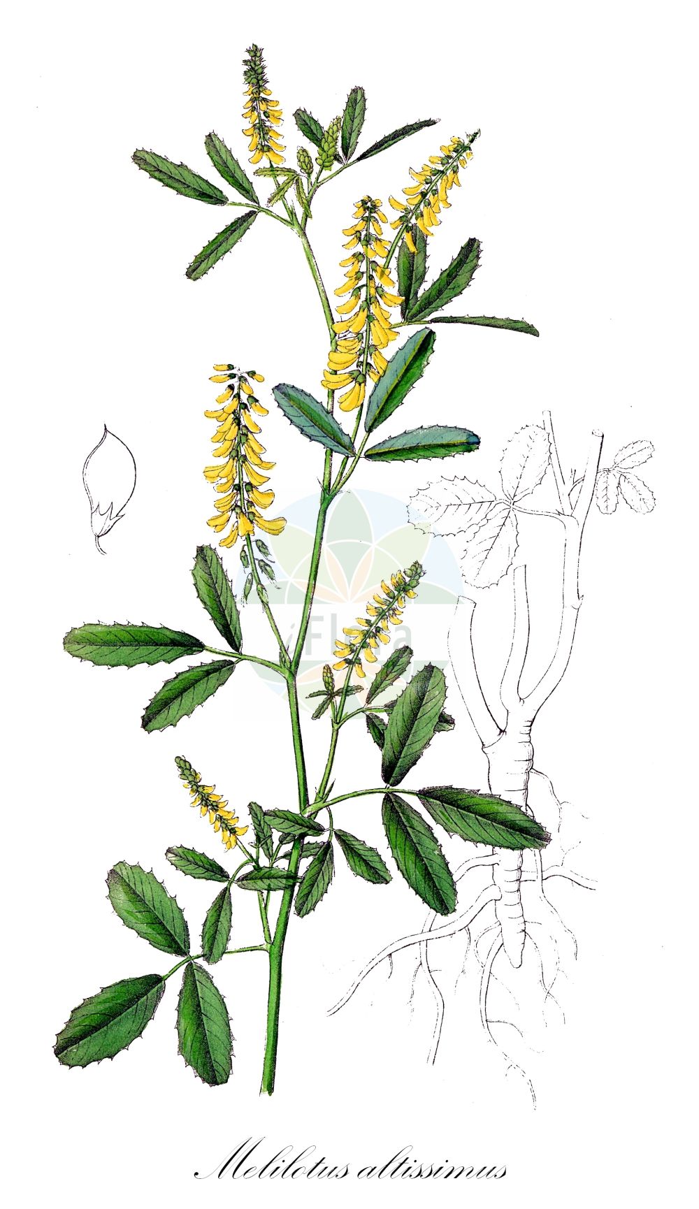 Historische Abbildung von Melilotus altissimus (Hoher Steinklee - Tall Melilot). Das Bild zeigt Blatt, Bluete, Frucht und Same. ---- Historical Drawing of Melilotus altissimus (Hoher Steinklee - Tall Melilot). The image is showing leaf, flower, fruit and seed.(Melilotus altissimus,Hoher Steinklee,Tall Melilot,Melilotus adriaticus,Melilotus altissimus,Melilotus linearis,Melilotus macrorrhizus,Melilotus palustris,Hoher Steinklee,Tall Melilot,Golden Melilot,Tall Yellow Sweetclover,Melilotus,Steinklee,Sweetclover,Fabaceae,Schmetterlingsblütler,Pea family,Blatt,Bluete,Frucht,Same,leaf,flower,fruit,seed,Dietrich (1833-1844))