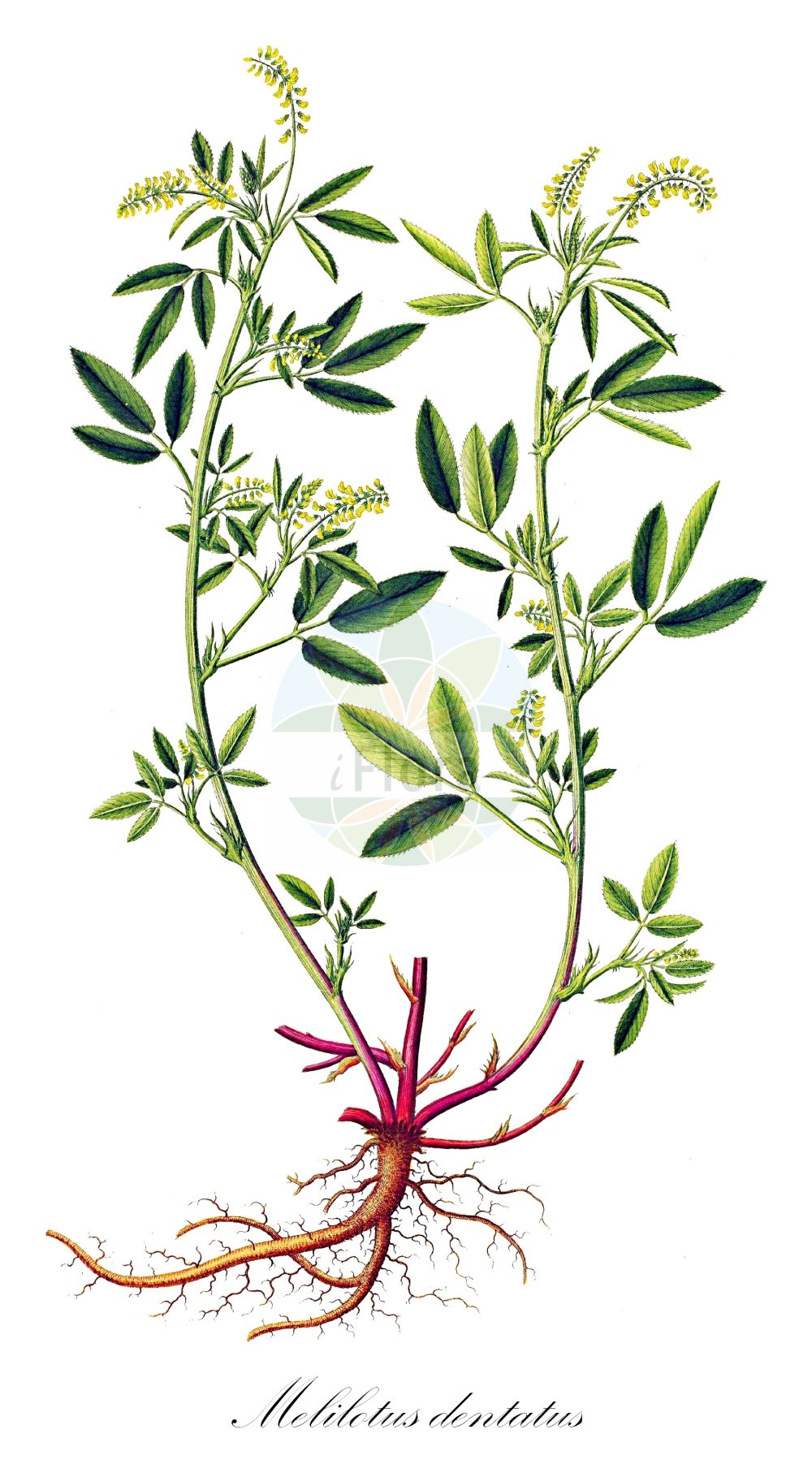 Historische Abbildung von Melilotus dentatus (Gezähnter Steinklee - Banat Sweetclover). Das Bild zeigt Blatt, Bluete, Frucht und Same. ---- Historical Drawing of Melilotus dentatus (Gezähnter Steinklee - Banat Sweetclover). The image is showing leaf, flower, fruit and seed.(Melilotus dentatus,Gezähnter Steinklee,Banat Sweetclover,Melilotus brachystachys,Melilotus dentatus,Trifolium dentatum,Gezaehnter Steinklee,Salz-Steinklee,Banat Sweetclover,Melilotus,Steinklee,Sweetclover,Fabaceae,Schmetterlingsblütler,Pea family,Blatt,Bluete,Frucht,Same,leaf,flower,fruit,seed,Oeder (1761-1883))