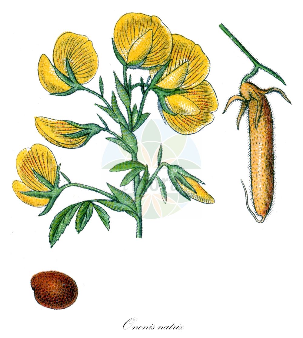 Historische Abbildung von Ononis natrix (Gelbe Hauhechel - Yellow Restharrow). Das Bild zeigt Blatt, Bluete, Frucht und Same. ---- Historical Drawing of Ononis natrix (Gelbe Hauhechel - Yellow Restharrow). The image is showing leaf, flower, fruit and seed.(Ononis natrix,Gelbe Hauhechel,Yellow Restharrow,Ononis ambigua,Ononis natrix,Gelbe Hauhechel,Yellow Restharrow,Goatroot,Large Yellow Restharrow,Ononis,Hauhechel,Restharrow,Fabaceae,Schmetterlingsblütler,Pea family,Blatt,Bluete,Frucht,Same,leaf,flower,fruit,seed,Sturm (1796f))