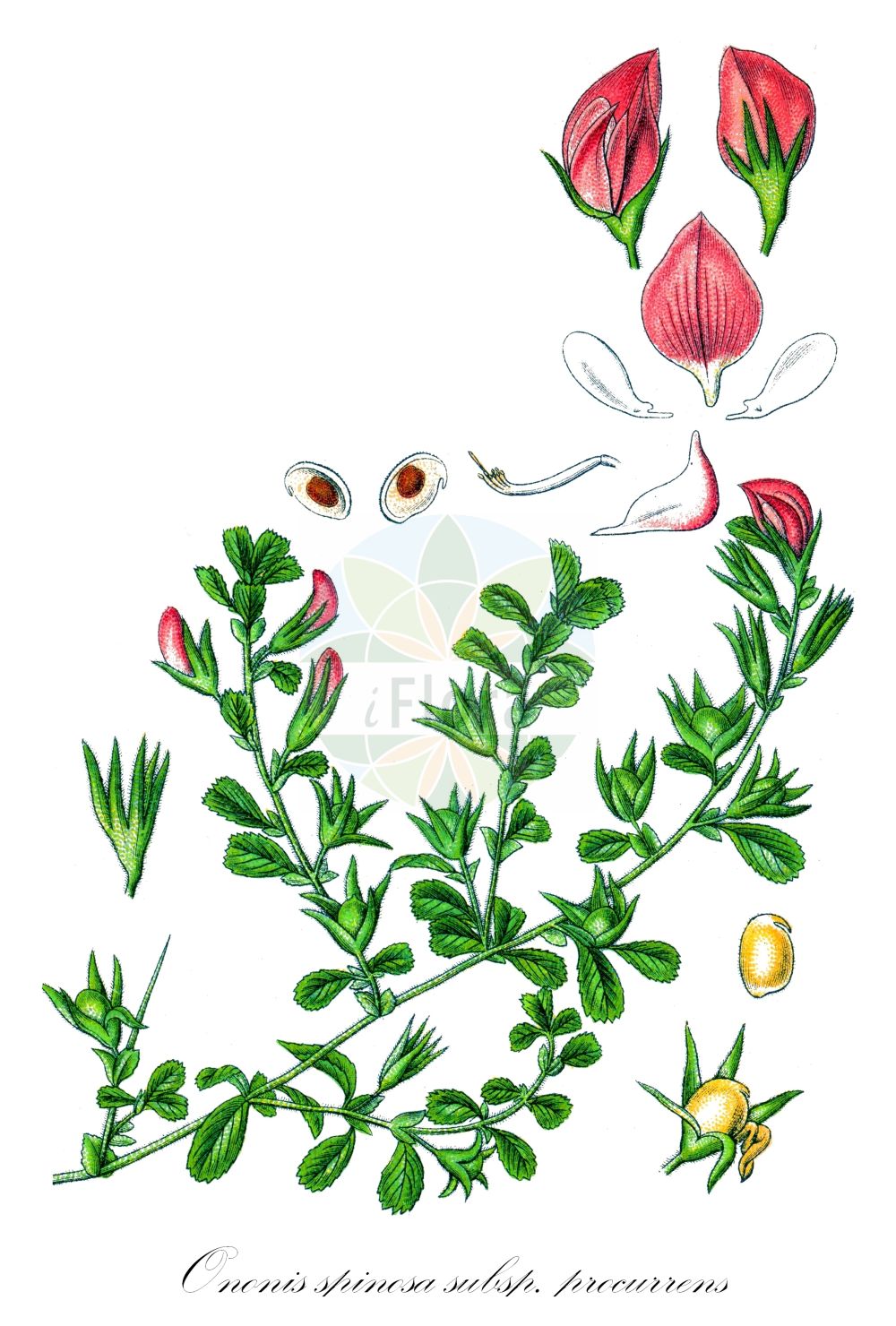 Historische Abbildung von Ononis spinosa subsp. procurrens (Kriechende Hauhechel - Common Restharrow). Das Bild zeigt Blatt, Bluete, Frucht und Same. ---- Historical Drawing of Ononis spinosa subsp. procurrens (Kriechende Hauhechel - Common Restharrow). The image is showing leaf, flower, fruit and seed.(Ononis spinosa subsp. procurrens,Kriechende Hauhechel,Common Restharrow,Ononis spinosa subsp. procurrens,Kriechende Hauhechel,Duenen-Kriech-Hauhechel,Common Restharrow,Creeping Restharrow,Ononis,Hauhechel,Restharrow,Fabaceae,Schmetterlingsblütler,Pea family,Blatt,Bluete,Frucht,Same,leaf,flower,fruit,seed,Sturm (1796f))