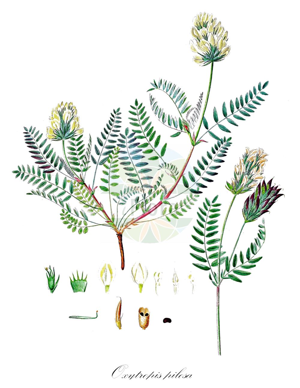 Historische Abbildung von Oxytropis pilosa (Zottige Fahnenwicke - Hairy Milk Vetch). Das Bild zeigt Blatt, Bluete, Frucht und Same. ---- Historical Drawing of Oxytropis pilosa (Zottige Fahnenwicke - Hairy Milk Vetch). The image is showing leaf, flower, fruit and seed.(Oxytropis pilosa,Zottige Fahnenwicke,Hairy Milk Vetch,Astragalus pilosus,Oxytropis pilosa,Zottige Fahnenwicke,Steppen-Spitzkiel,Hairy Milk Vetch,Woolly Milk Vetch,Oxytropis,Fahnenwicke,Vetch,Fabaceae,Schmetterlingsblütler,Pea family,Blatt,Bluete,Frucht,Same,leaf,flower,fruit,seed,Oeder (1761-1883))