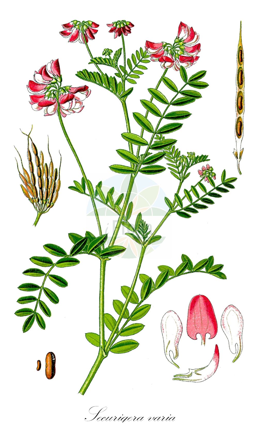 Historische Abbildung von Securigera varia (Bunte Kronwicke - Crown Vetch). Das Bild zeigt Blatt, Bluete, Frucht und Same. ---- Historical Drawing of Securigera varia (Bunte Kronwicke - Crown Vetch). The image is showing leaf, flower, fruit and seed.(Securigera varia,Bunte Kronwicke,Crown Vetch,Coronilla haussknechtii,Coronilla hirta,Coronilla varia,Securigera varia,Securigera varia subsp. orientalis,Bunte Kronwicke,Bunte Beilwicke,Buntkronwicke,Crown Vetch,Common Crown Vetch,Crown-vetch Coronilla,Penngift Crown Vetch,Trailing Crown Vetch,Securigera,Kronwicke,Crown Vetch,Fabaceae,Schmetterlingsblütler,Pea family,Blatt,Bluete,Frucht,Same,leaf,flower,fruit,seed,Thomé (1885))