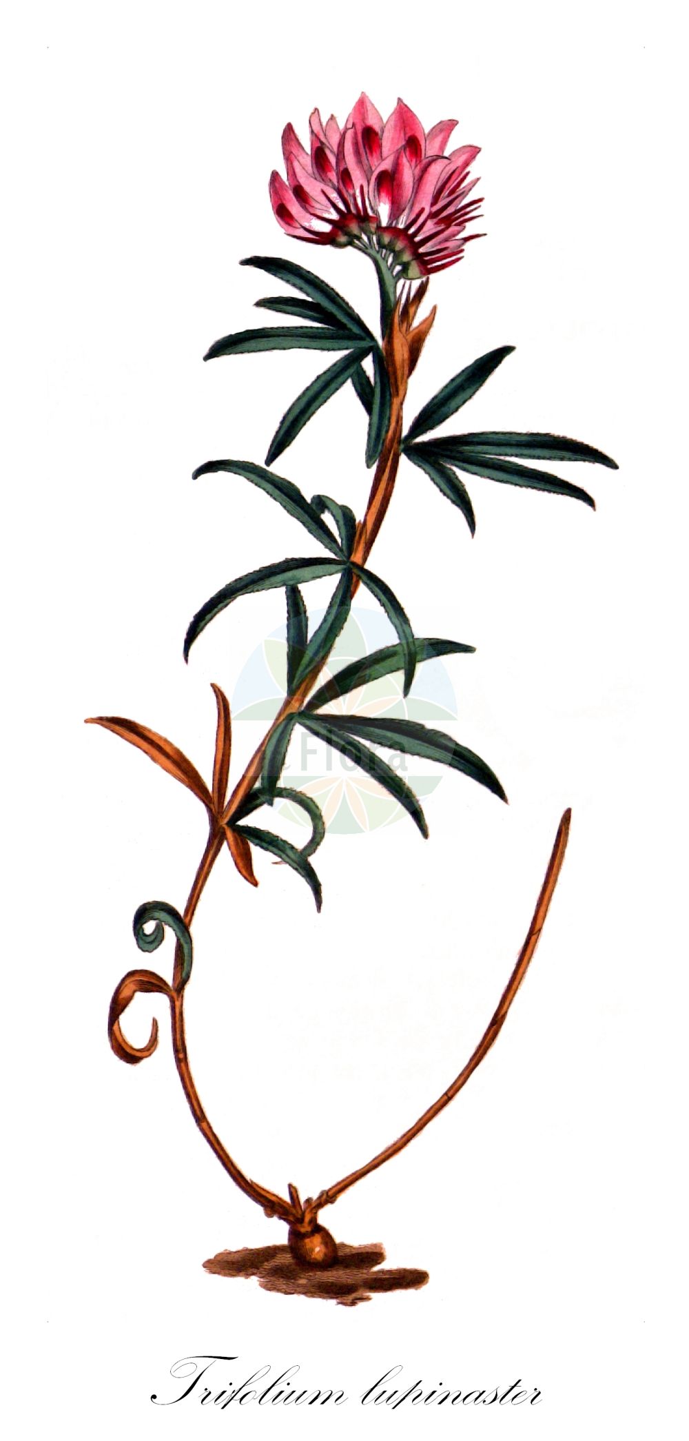 Historische Abbildung von Trifolium lupinaster. Das Bild zeigt Blatt, Bluete, Frucht und Same. ---- Historical Drawing of Trifolium lupinaster. The image is showing leaf, flower, fruit and seed.(Trifolium lupinaster,Lupinaster albus,Lupinaster pacificus,Lupinaster pentaphyllus,Lupinaster popovii,Lupinaster purpurascens,Pentaphyllon lupinaster,Trifolium albens,Trifolium baicalense,Trifolium ciswolgense,Trifolium dimediatum,Trifolium litwinowii,Trifolium lupinaster,Trifolium lupinastrum,Trifolium pacificum,Trifolium popovii,Trifolium romanicum,Trifolium spryginii,Trifolium,Klee,Clover,Fabaceae,Schmetterlingsblütler,Pea family,Blatt,Bluete,Frucht,Same,leaf,flower,fruit,seed)