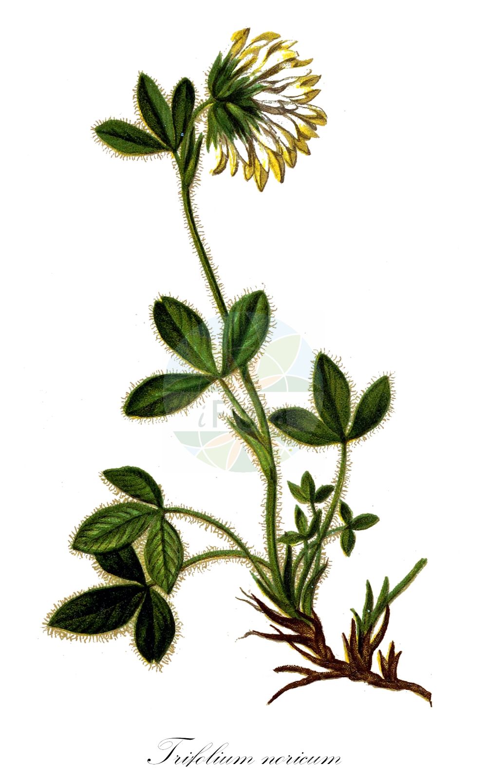 Historische Abbildung von Trifolium noricum. Das Bild zeigt Blatt, Bluete, Frucht und Same. ---- Historical Drawing of Trifolium noricum. The image is showing leaf, flower, fruit and seed.(Trifolium noricum,Trifolium noricum,Trifolium,Klee,Clover,Fabaceae,Schmetterlingsblütler,Pea family,Blatt,Bluete,Frucht,Same,leaf,flower,fruit,seed,Hartinger & von Dalla Torre (1806f))