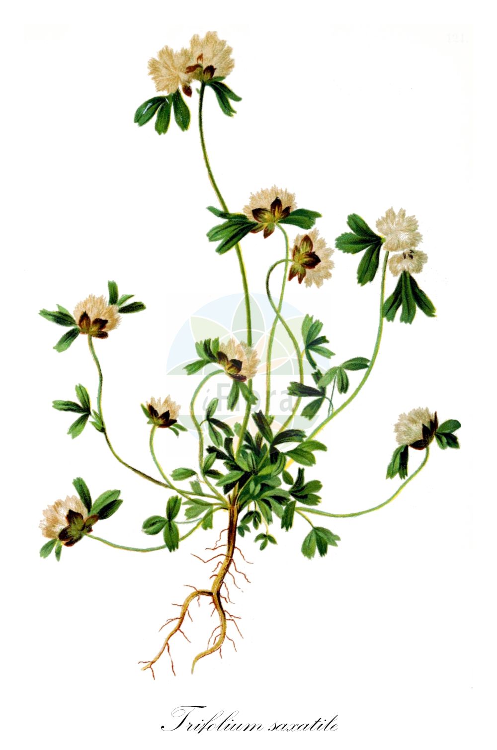 Historische Abbildung von Trifolium saxatile. Das Bild zeigt Blatt, Bluete, Frucht und Same. ---- Historical Drawing of Trifolium saxatile. The image is showing leaf, flower, fruit and seed.(Trifolium saxatile,Trifolium saxatile,Trifolium,Klee,Clover,Fabaceae,Schmetterlingsblütler,Pea family,Blatt,Bluete,Frucht,Same,leaf,flower,fruit,seed,Hartinger & von Dalla Torre (1806f))