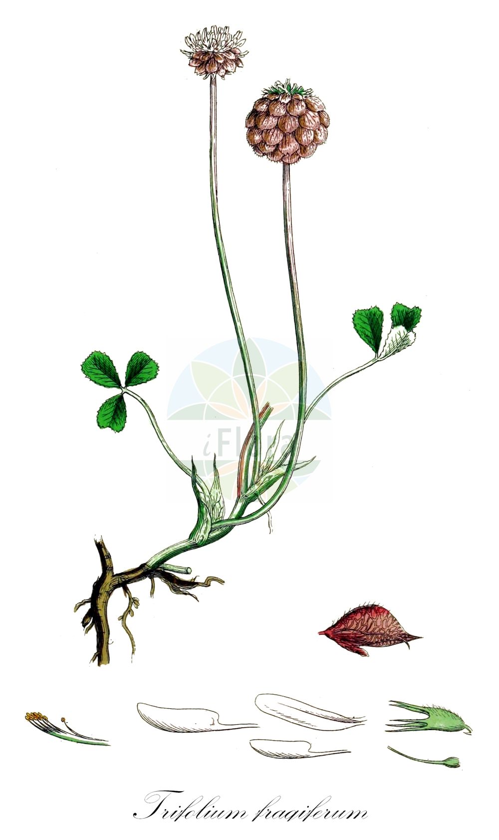 Historische Abbildung von Trifolium fragiferum (Erdbeer-Klee - Strawberry Clover). Das Bild zeigt Blatt, Bluete, Frucht und Same. ---- Historical Drawing of Trifolium fragiferum (Erdbeer-Klee - Strawberry Clover). The image is showing leaf, flower, fruit and seed.(Trifolium fragiferum,Erdbeer-Klee,Strawberry Clover,Amoria fragifera,Galearia fragifera,Trifolium fragiferum,Erdbeer-Klee,Strawberry Clover,Trifolium,Klee,Clover,Fabaceae,Schmetterlingsblütler,Pea family,Blatt,Bluete,Frucht,Same,leaf,flower,fruit,seed,Sowerby (1790-1813))