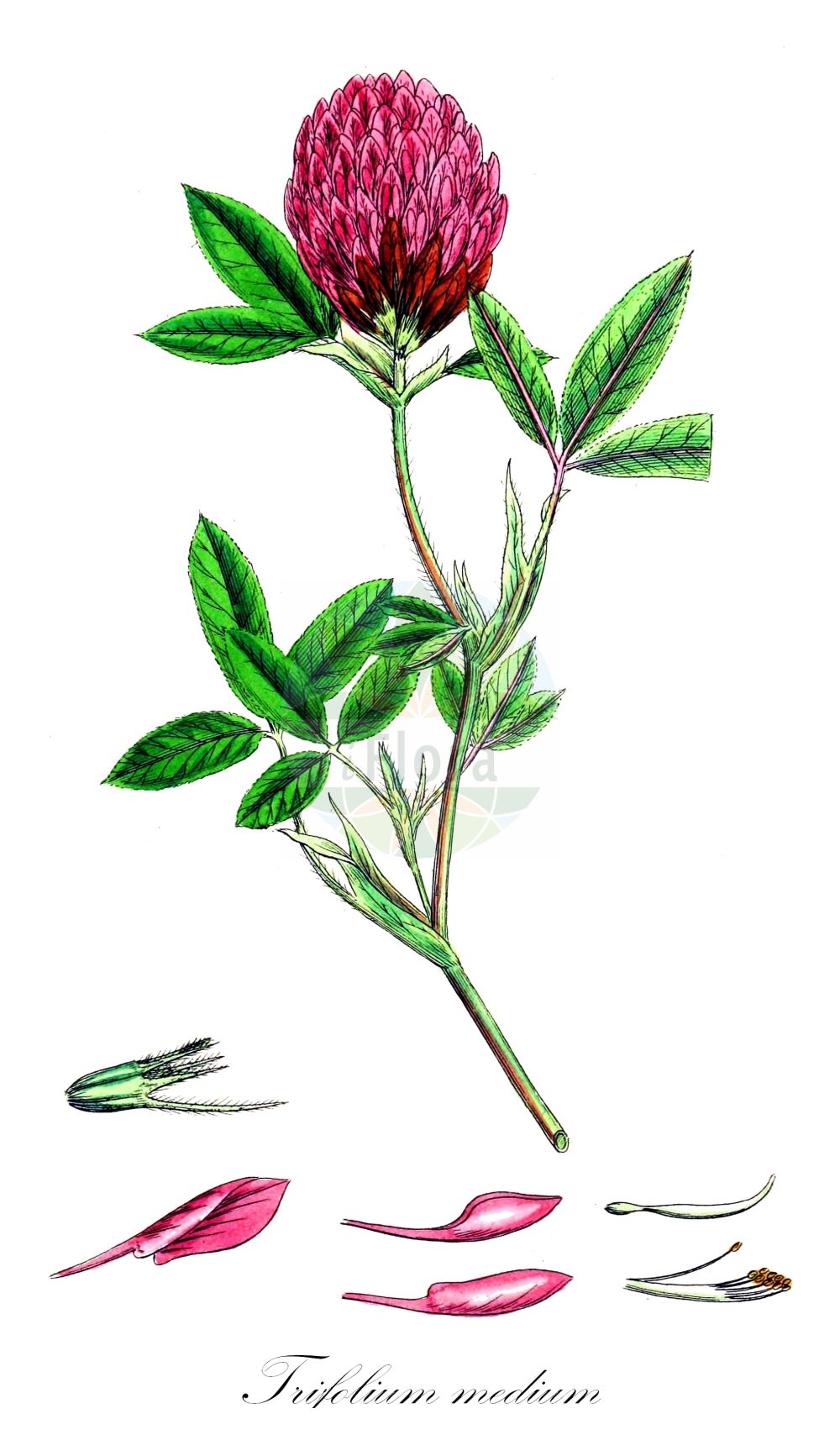 Historische Abbildung von Trifolium medium (Mittlerer Klee - Zigzag Clover). Das Bild zeigt Blatt, Bluete, Frucht und Same. ---- Historical Drawing of Trifolium medium (Mittlerer Klee - Zigzag Clover). The image is showing leaf, flower, fruit and seed.(Trifolium medium,Mittlerer Klee,Zigzag Clover,Trifolium flexuosum,Trifolium medium,Mittlerer Klee,Zigzag Clover,Meadow Clover,Trifolium,Klee,Clover,Fabaceae,Schmetterlingsblütler,Pea family,Blatt,Bluete,Frucht,Same,leaf,flower,fruit,seed,Sowerby (1790-1813))