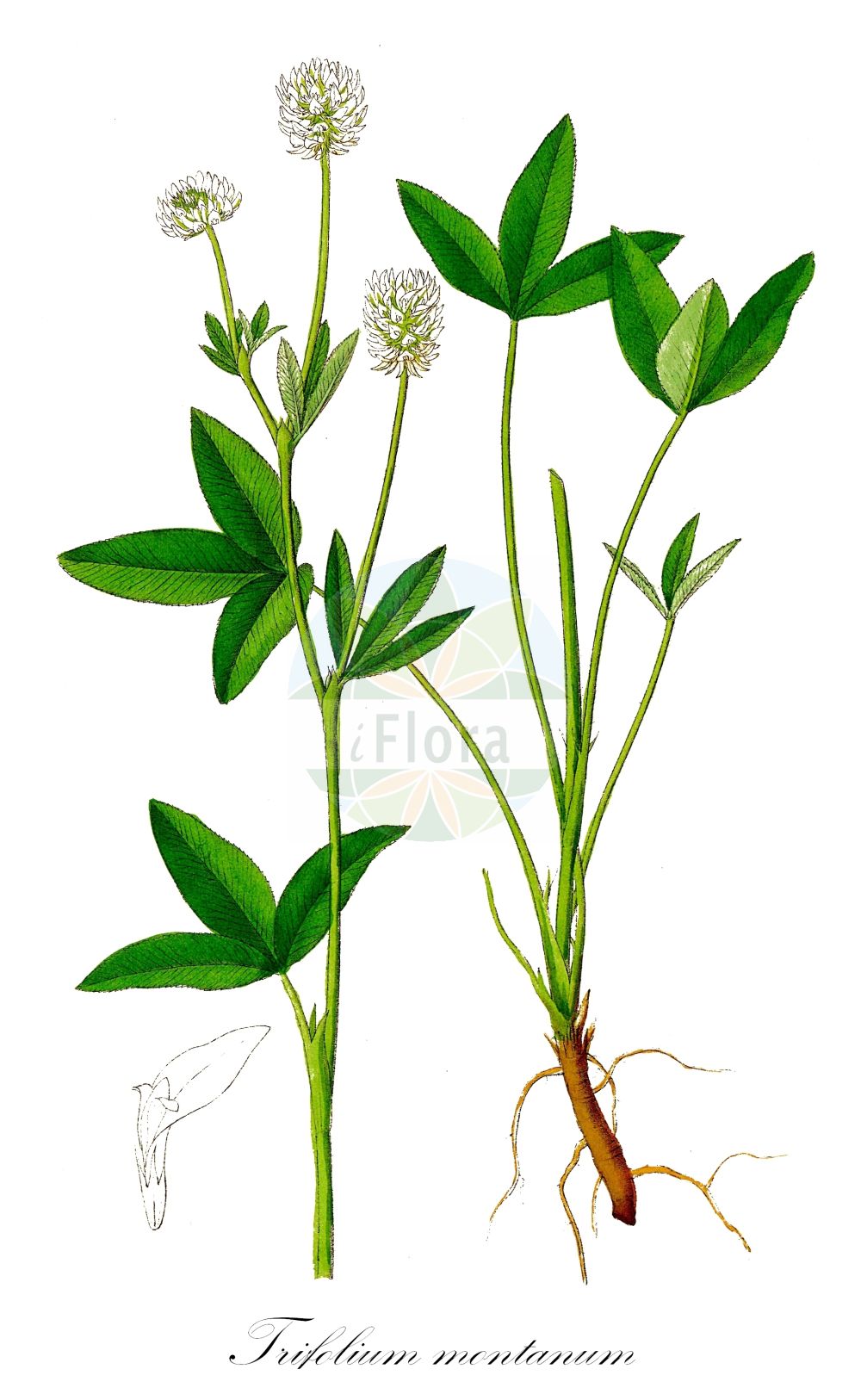Historische Abbildung von Trifolium montanum (Berg-Klee - Mountain Clover). Das Bild zeigt Blatt, Bluete, Frucht und Same. ---- Historical Drawing of Trifolium montanum (Berg-Klee - Mountain Clover). The image is showing leaf, flower, fruit and seed.(Trifolium montanum,Berg-Klee,Mountain Clover,Amoria montana,Trifolium celtibericum,Trifolium montanum,Berg-Klee,Mountain Clover,Trifolium,Klee,Clover,Fabaceae,Schmetterlingsblütler,Pea family,Blatt,Bluete,Frucht,Same,leaf,flower,fruit,seed,Dietrich (1833-1844))