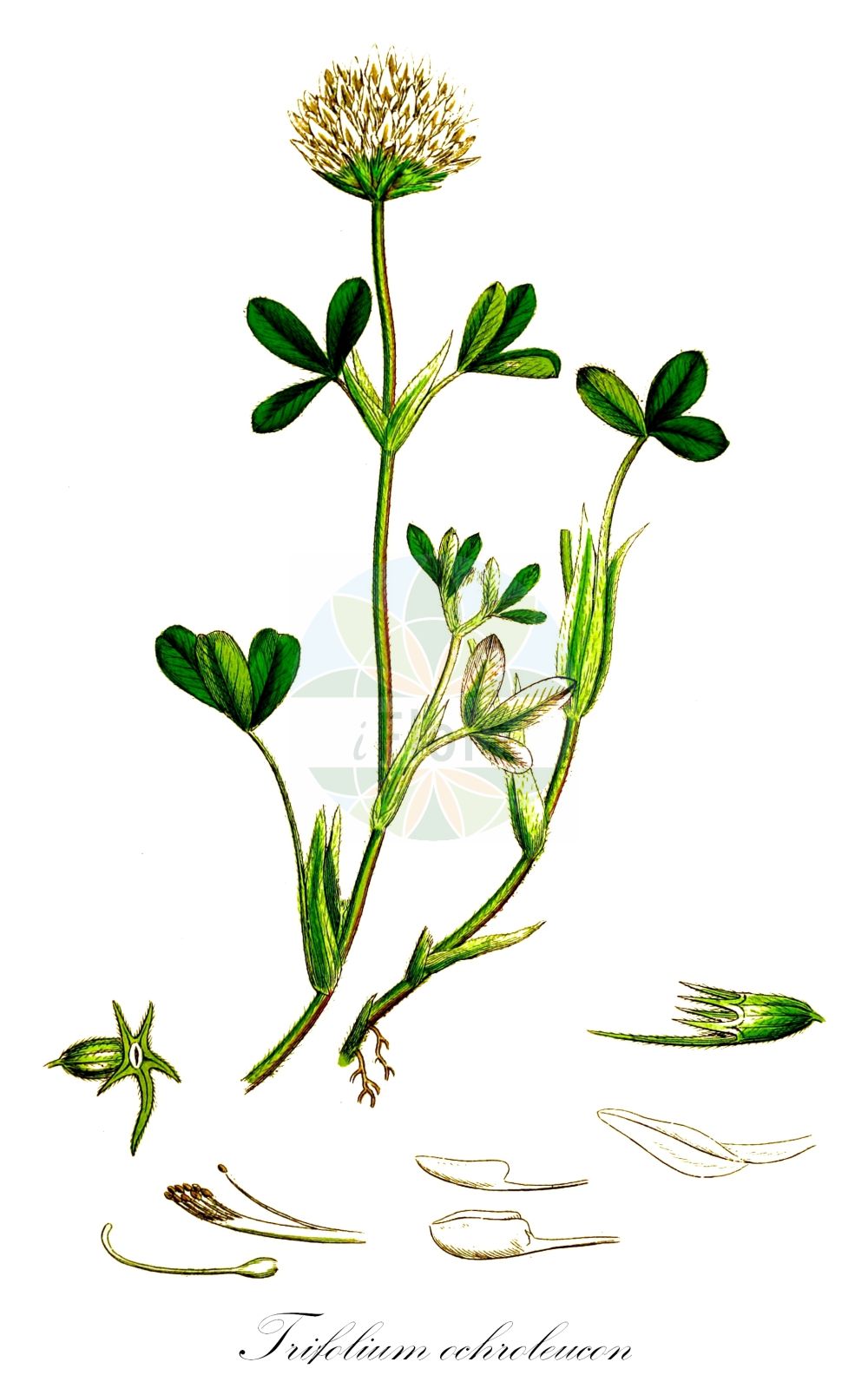 Historische Abbildung von Trifolium ochroleucon (Blaßgelber Klee - Sulphur Clover). Das Bild zeigt Blatt, Bluete, Frucht und Same. ---- Historical Drawing of Trifolium ochroleucon (Blaßgelber Klee - Sulphur Clover). The image is showing leaf, flower, fruit and seed.(Trifolium ochroleucon,Blaßgelber Klee,Sulphur Clover,Trifolium ochroleucon,Trifolium pallidulum,Trifolium roseum,Blassgelber Klee,Gelblichweisser Klee,Sulphur Clover,Trifolium,Klee,Clover,Fabaceae,Schmetterlingsblütler,Pea family,Blatt,Bluete,Frucht,Same,leaf,flower,fruit,seed,Sowerby (1790-1813))