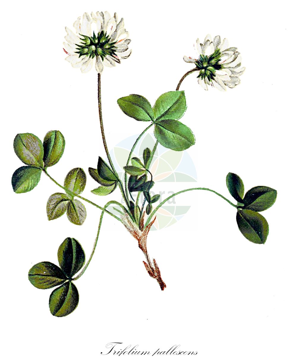 Historische Abbildung von Trifolium pallescens (Geröll-Klee). Das Bild zeigt Blatt, Bluete, Frucht und Same. ---- Historical Drawing of Trifolium pallescens (Geröll-Klee). The image is showing leaf, flower, fruit and seed.(Trifolium pallescens,Geröll-Klee,Amoria pallescens,Trifolium arvernense,Trifolium glareosum,Trifolium pallescens,Geroell-Klee,Trifolium,Klee,Clover,Fabaceae,Schmetterlingsblütler,Pea family,Blatt,Bluete,Frucht,Same,leaf,flower,fruit,seed,Hartinger & von Dalla Torre (1806f))