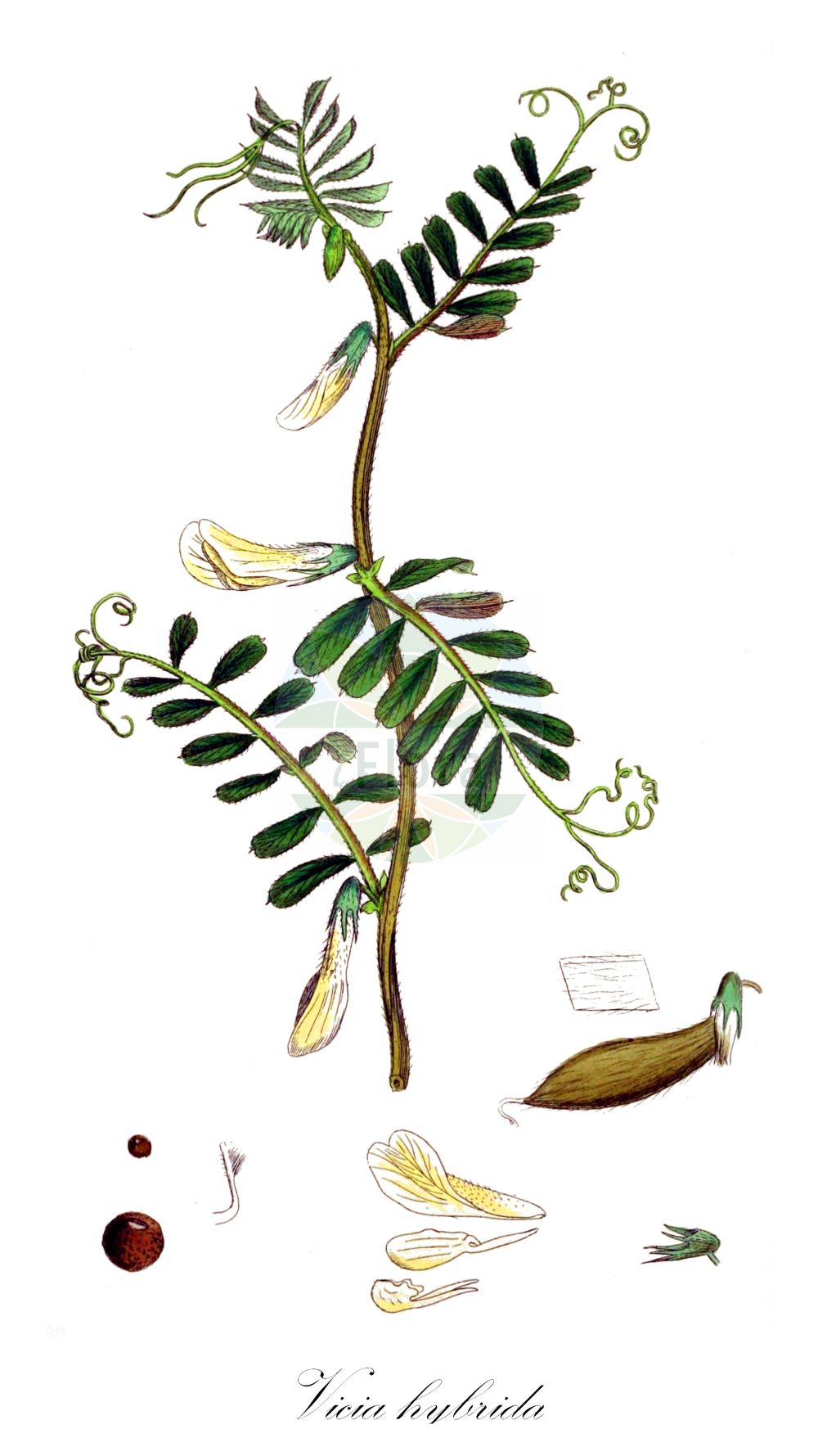 Historische Abbildung von Vicia hybrida. Das Bild zeigt Blatt, Bluete, Frucht und Same. ---- Historical Drawing of Vicia hybrida. The image is showing leaf, flower, fruit and seed.(Vicia hybrida,Hypechusa hybrida,Vicia hybrida,Vicia linnaei,Vicia spuria,Vicia,Wicke,Vetch,Fabaceae,Schmetterlingsblütler,Pea family,Blatt,Bluete,Frucht,Same,leaf,flower,fruit,seed,Sowerby (1790-1813))