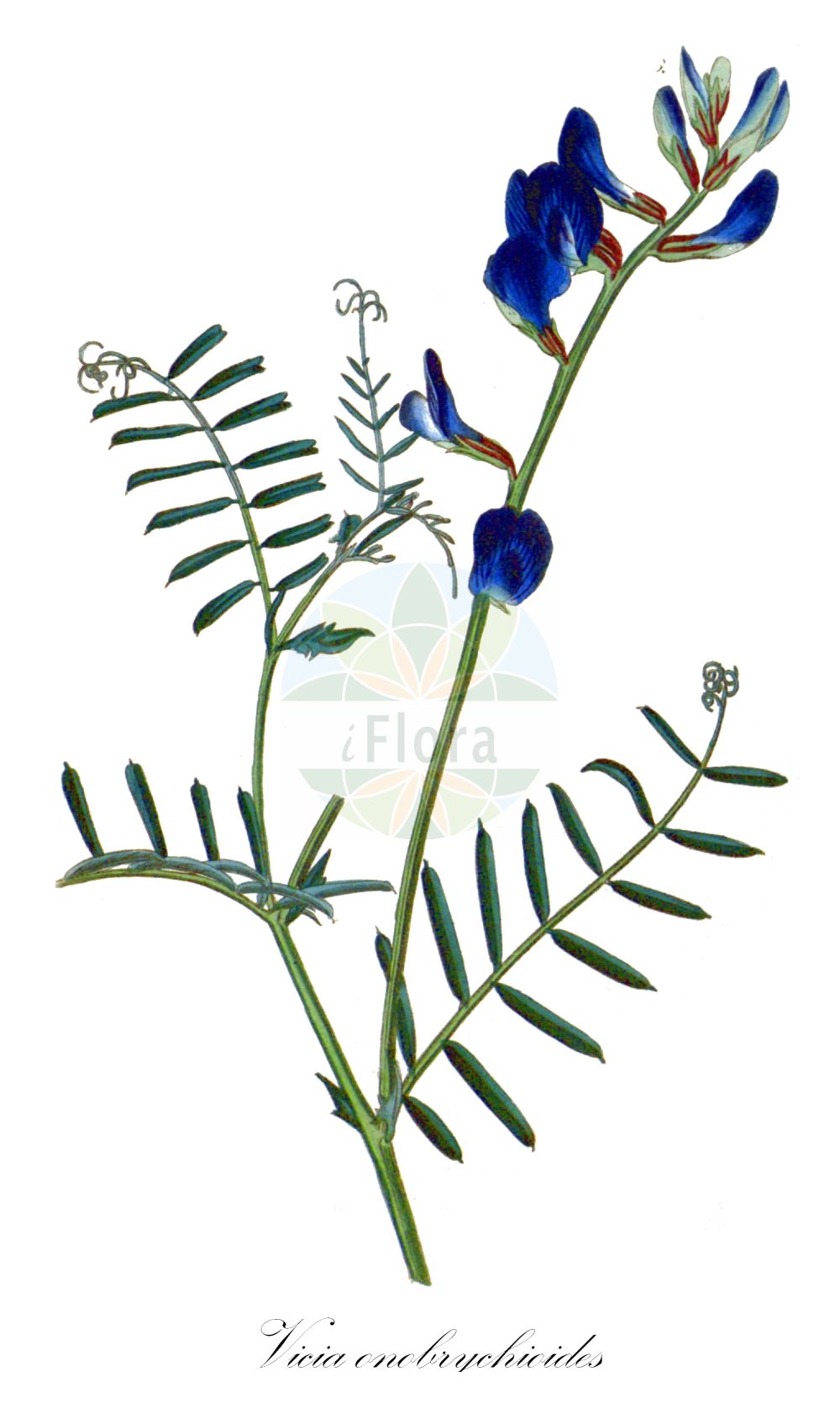 Historische Abbildung von Vicia onobrychioides. Das Bild zeigt Blatt, Bluete, Frucht und Same. ---- Historical Drawing of Vicia onobrychioides. The image is showing leaf, flower, fruit and seed.(Vicia onobrychioides,Vicia onobrychioides,Vicia,Wicke,Vetch,Fabaceae,Schmetterlingsblütler,Pea family,Blatt,Bluete,Frucht,Same,leaf,flower,fruit,seed,Curtis Botanical Magazine (1787f))
