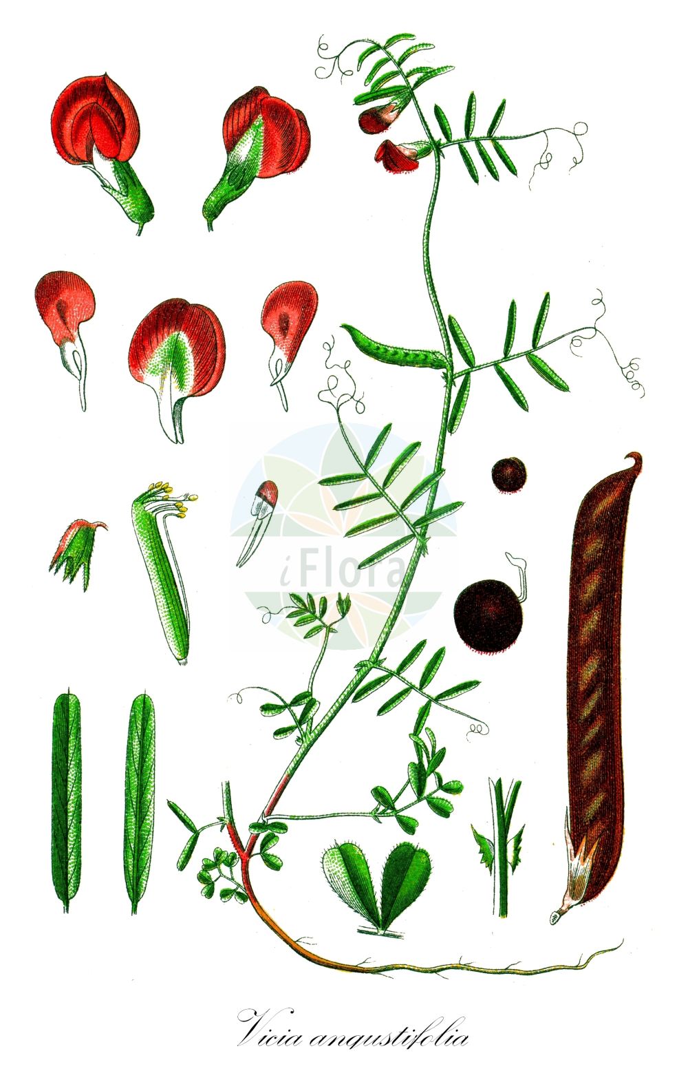 Historische Abbildung von Vicia angustifolia (Schmallblättrige Wicke - Narrow-leaved Vetch). Das Bild zeigt Blatt, Bluete, Frucht und Same. ---- Historical Drawing of Vicia angustifolia (Schmallblättrige Wicke - Narrow-leaved Vetch). The image is showing leaf, flower, fruit and seed.(Vicia angustifolia,Schmallblättrige Wicke,Narrow-leaved Vetch,Schmallblaettrige Wicke,Schmalblaettrige Wicke,Narrow-leaved Vetch,Narrowleaf Vetch,Vicia,Wicke,Vetch,Fabaceae,Schmetterlingsblütler,Pea family,Blatt,Bluete,Frucht,Same,leaf,flower,fruit,seed,Sturm (1796f))