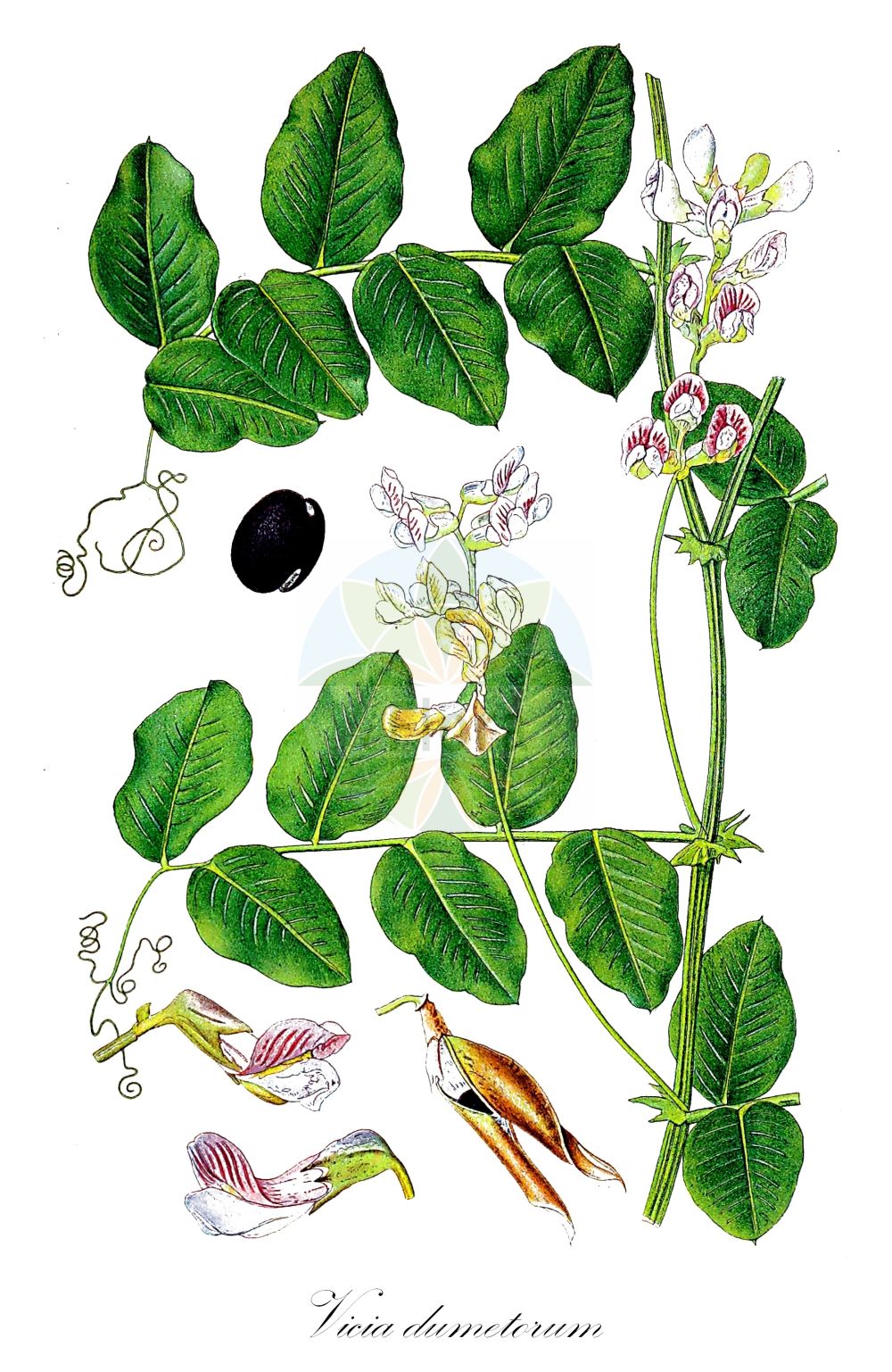 Historische Abbildung von Vicia dumetorum (Hecken-Wicke - Purple Wood Vetch). Das Bild zeigt Blatt, Bluete, Frucht und Same. ---- Historical Drawing of Vicia dumetorum (Hecken-Wicke - Purple Wood Vetch). The image is showing leaf, flower, fruit and seed.(Vicia dumetorum,Hecken-Wicke,Purple Wood Vetch,Abacosa dumetorum,Vicia dumetorum,Vicia variegata,Hecken-Wicke,Hain-Wicke,Purple Wood Vetch,Vicia,Wicke,Vetch,Fabaceae,Schmetterlingsblütler,Pea family,Blatt,Bluete,Frucht,Same,leaf,flower,fruit,seed,Lindman (1901-1905))