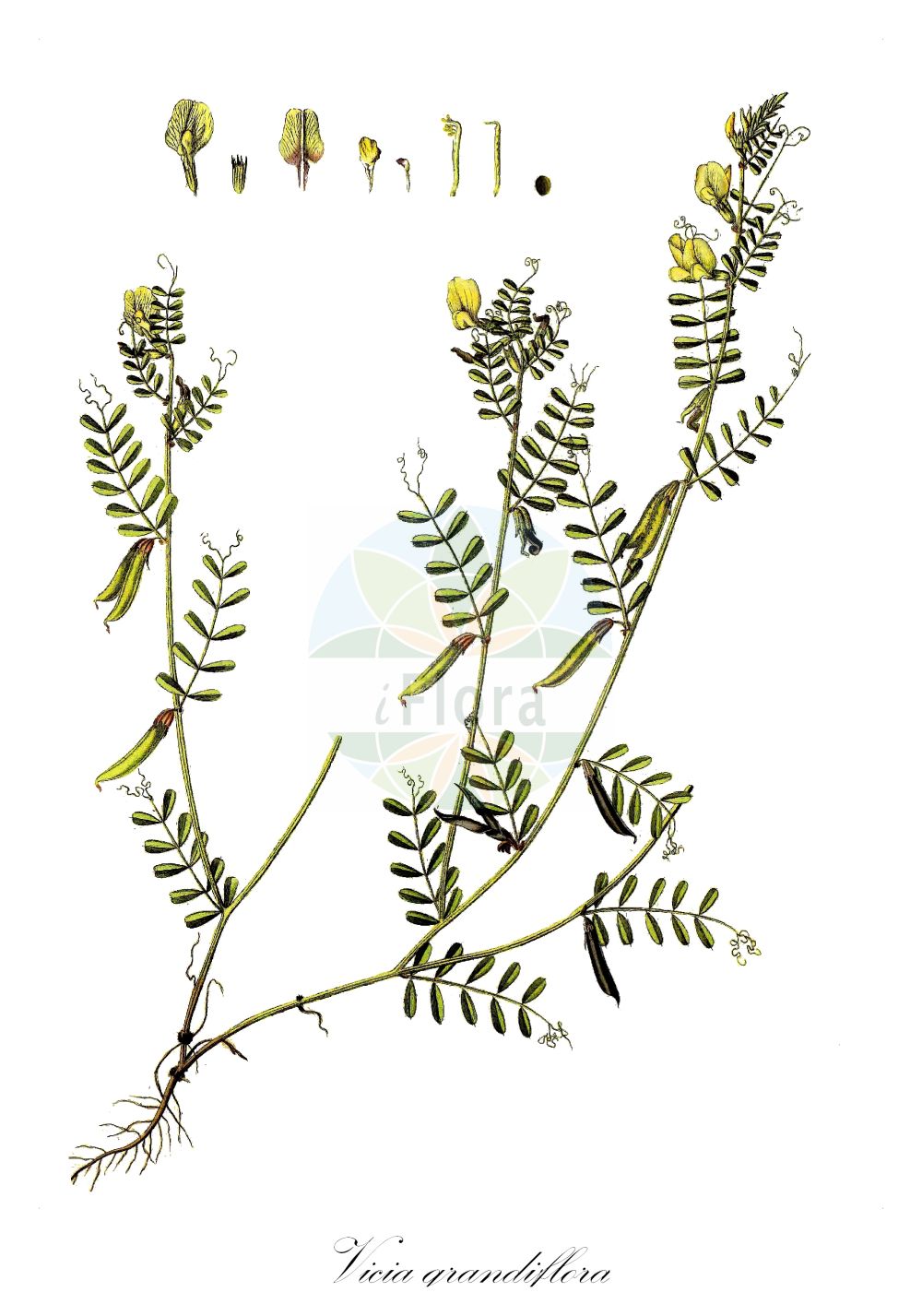 Historische Abbildung von Vicia grandiflora (Großblütige Wicke - Large-flowered Vetch). Das Bild zeigt Blatt, Bluete, Frucht und Same. ---- Historical Drawing of Vicia grandiflora (Großblütige Wicke - Large-flowered Vetch). The image is showing leaf, flower, fruit and seed.(Vicia grandiflora,Großblütige Wicke,Large-flowered Vetch,Vicia grandiflora,Grossbluetige Wicke,Grossblueten-Wicke,Large-flowered Vetch,Big-flower Vetch,Large Yellow Vetch,Showy Vetch,Vicia,Wicke,Vetch,Fabaceae,Schmetterlingsblütler,Pea family,Blatt,Bluete,Frucht,Same,leaf,flower,fruit,seed,Waldstein-Wartenberg & Kitaibel (1799-1812))