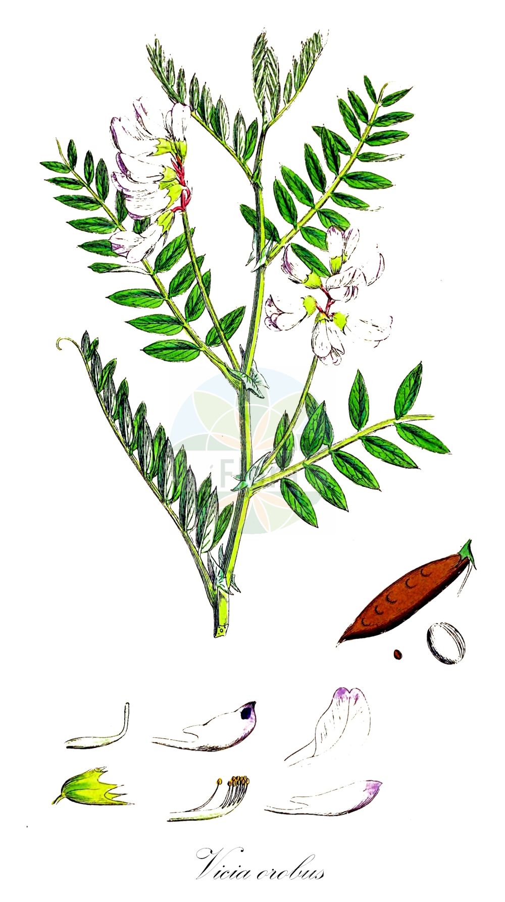Historische Abbildung von Vicia orobus (Heide-Wicke - Wood Bitter-vetch). Das Bild zeigt Blatt, Bluete, Frucht und Same. ---- Historical Drawing of Vicia orobus (Heide-Wicke - Wood Bitter-vetch). The image is showing leaf, flower, fruit and seed.(Vicia orobus,Heide-Wicke,Wood Bitter-vetch,Vicia orobus,Heide-Wicke,Rankenlose Wicke,Wood Bitter-vetch,Bitter Vetch,Upright Vetch,Vicia,Wicke,Vetch,Fabaceae,Schmetterlingsblütler,Pea family,Blatt,Bluete,Frucht,Same,leaf,flower,fruit,seed,Sowerby (1790-1813))
