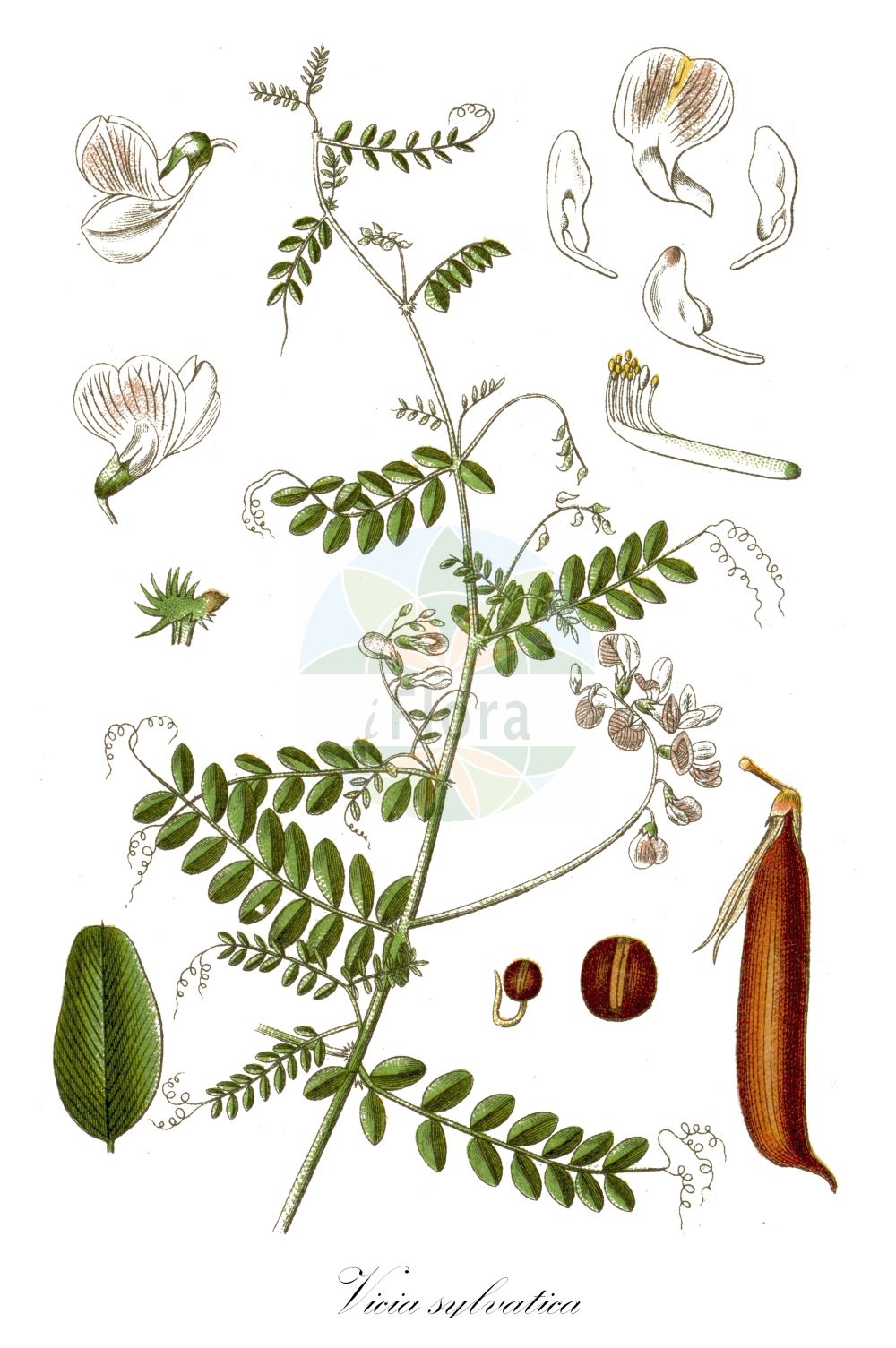 Historische Abbildung von Vicia sylvatica (Wald-Wicke - Wood Vetch). Das Bild zeigt Blatt, Bluete, Frucht und Same. ---- Historical Drawing of Vicia sylvatica (Wald-Wicke - Wood Vetch). The image is showing leaf, flower, fruit and seed.(Vicia sylvatica,Wald-Wicke,Wood Vetch,Vicia sylvatica,Wald-Wicke,Wood Vetch,Vicia,Wicke,Vetch,Fabaceae,Schmetterlingsblütler,Pea family,Blatt,Bluete,Frucht,Same,leaf,flower,fruit,seed,Sturm (1796f))