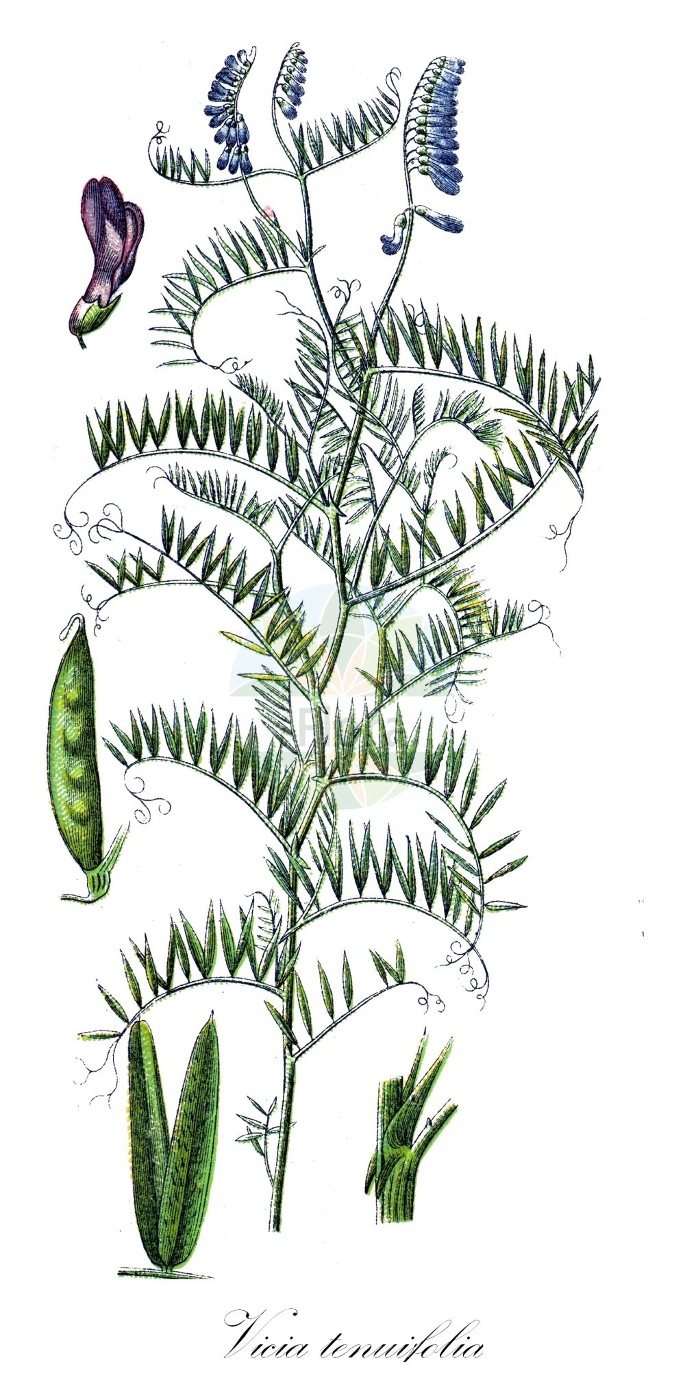 Historische Abbildung von Vicia tenuifolia (Vogel-Wicke - Fine-leaved Vetch). Das Bild zeigt Blatt, Bluete, Frucht und Same. ---- Historical Drawing of Vicia tenuifolia (Vogel-Wicke - Fine-leaved Vetch). The image is showing leaf, flower, fruit and seed.(Vicia tenuifolia,Vogel-Wicke,Fine-leaved Vetch,Cracca tenuifolia,Vicia antiqua,Vicia boissieri,Vicia brachytropis,Vicia tenuifolia,Vicia tenuifolia subsp. boissieri,Vogel-Wicke,Feinblaettrige Vogel-Wicke,Feinblaettrige Wicke,Fine-leaved Vetch,Slender-leaved Tufted Vetch,Vicia,Wicke,Vetch,Fabaceae,Schmetterlingsblütler,Pea family,Blatt,Bluete,Frucht,Same,leaf,flower,fruit,seed,Sturm (1796f))