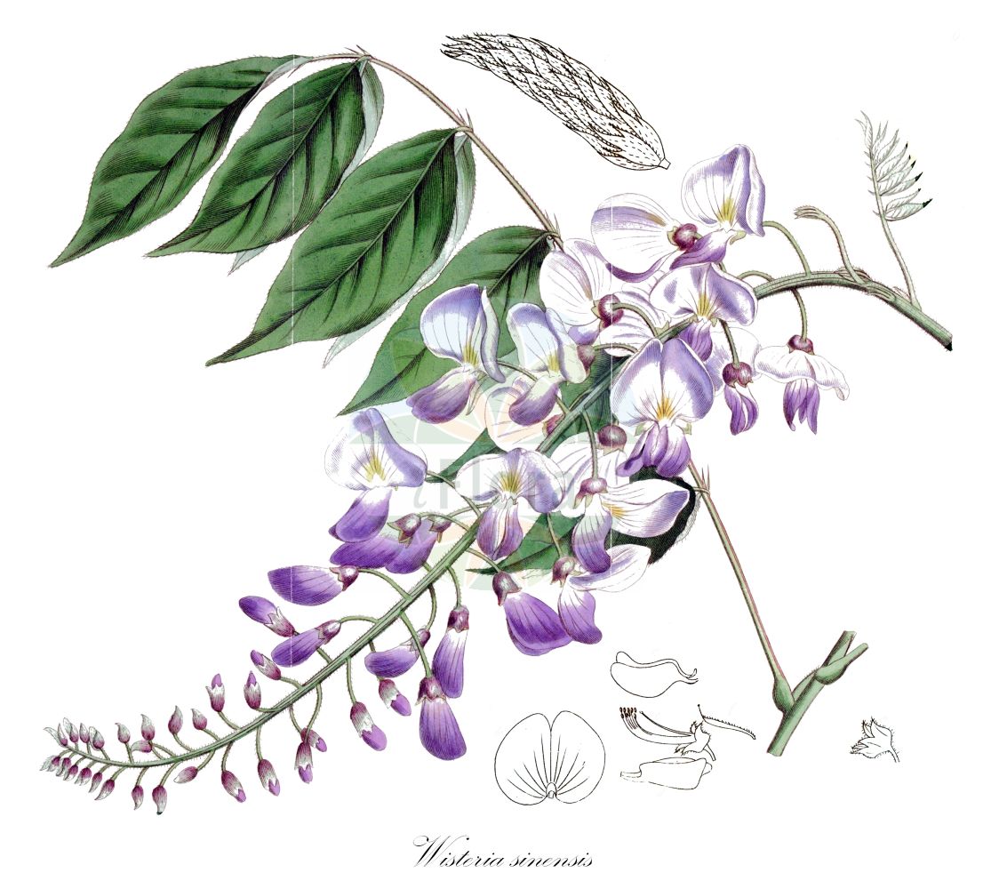 Historische Abbildung von Wisteria sinensis. Das Bild zeigt Blatt, Bluete, Frucht und Same. ---- Historical Drawing of Wisteria sinensis. The image is showing leaf, flower, fruit and seed.(Wisteria sinensis,Glycine sinensis,Millettia chinensis,Rehsonia sinensis,Wisteria chinensis,Wisteria praecox,Wisteria sinensis,Wisteria,Fabaceae,Schmetterlingsblütler,Pea family,Blatt,Bluete,Frucht,Same,leaf,flower,fruit,seed)