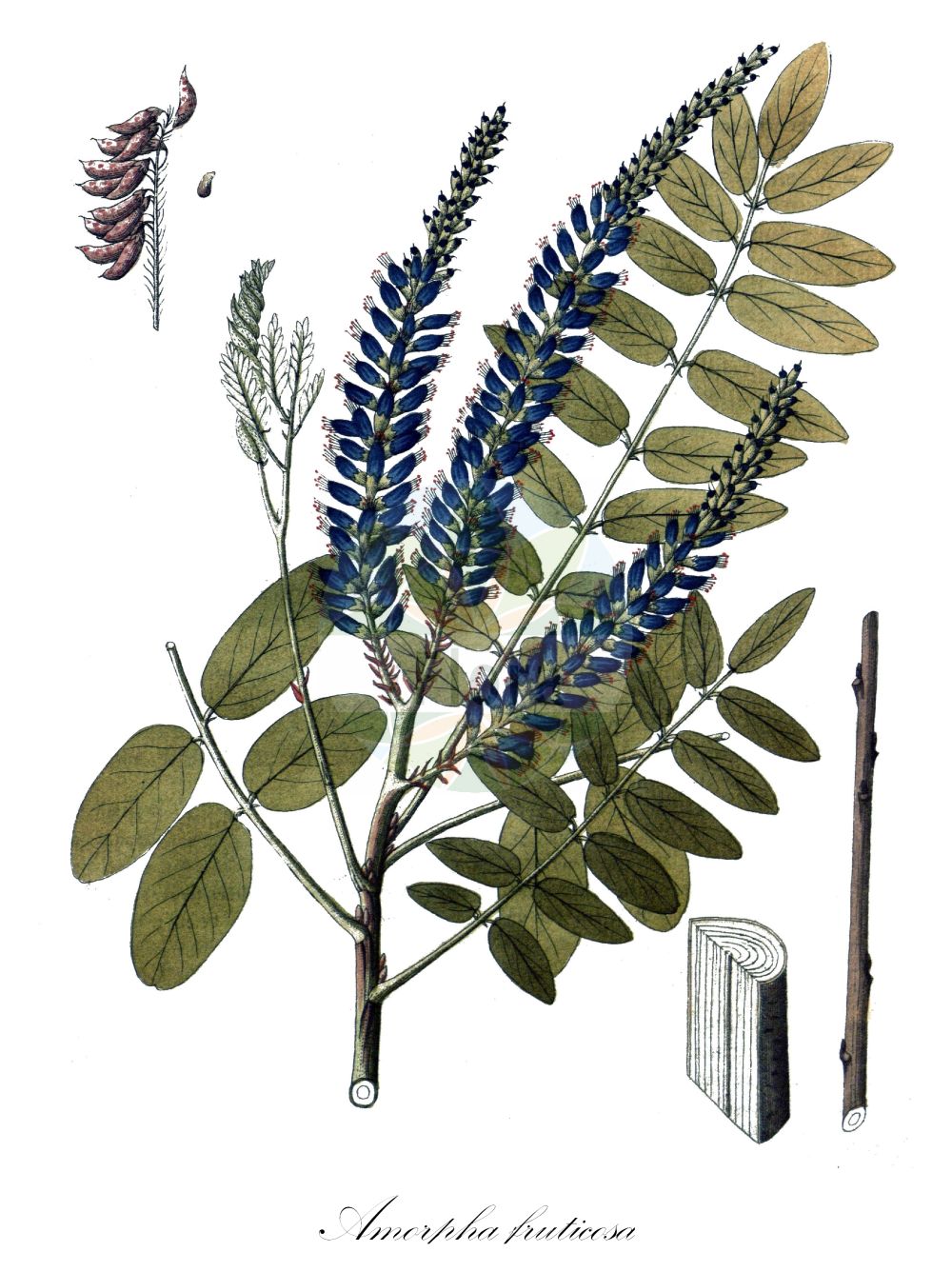 Historische Abbildung von Amorpha fruticosa (Scheinindigo - Indigobush Amorpha). Das Bild zeigt Blatt, Bluete, Frucht und Same. ---- Historical Drawing of Amorpha fruticosa (Scheinindigo - Indigobush Amorpha). The image is showing leaf, flower, fruit and seed.(Amorpha fruticosa,Scheinindigo,Indigobush Amorpha,Amorpha angustifolia,Amorpha arizonica,Amorpha bushii,Amorpha croceolanata,Amorpha curtissii,Amorpha dewinkeleri,Amorpha emarginata,Amorpha fragrans,Amorpha fruticosa,Amorpha humilis,Amorpha occidentalis,Amorpha pendula,Amorpha tennesseensis,Amorpha virgata,Scheinindigo,Indigobush Amorpha,Desert False Indigo,Bastard Indigo,False Indigo-bush,False Indigo,Indigo Bush,Amorpha,Bastard-Indigo,False Indigo,Fabaceae,Schmetterlingsblütler,Pea family,Blatt,Bluete,Frucht,Same,leaf,flower,fruit,seed,Vietz (1800-1822))