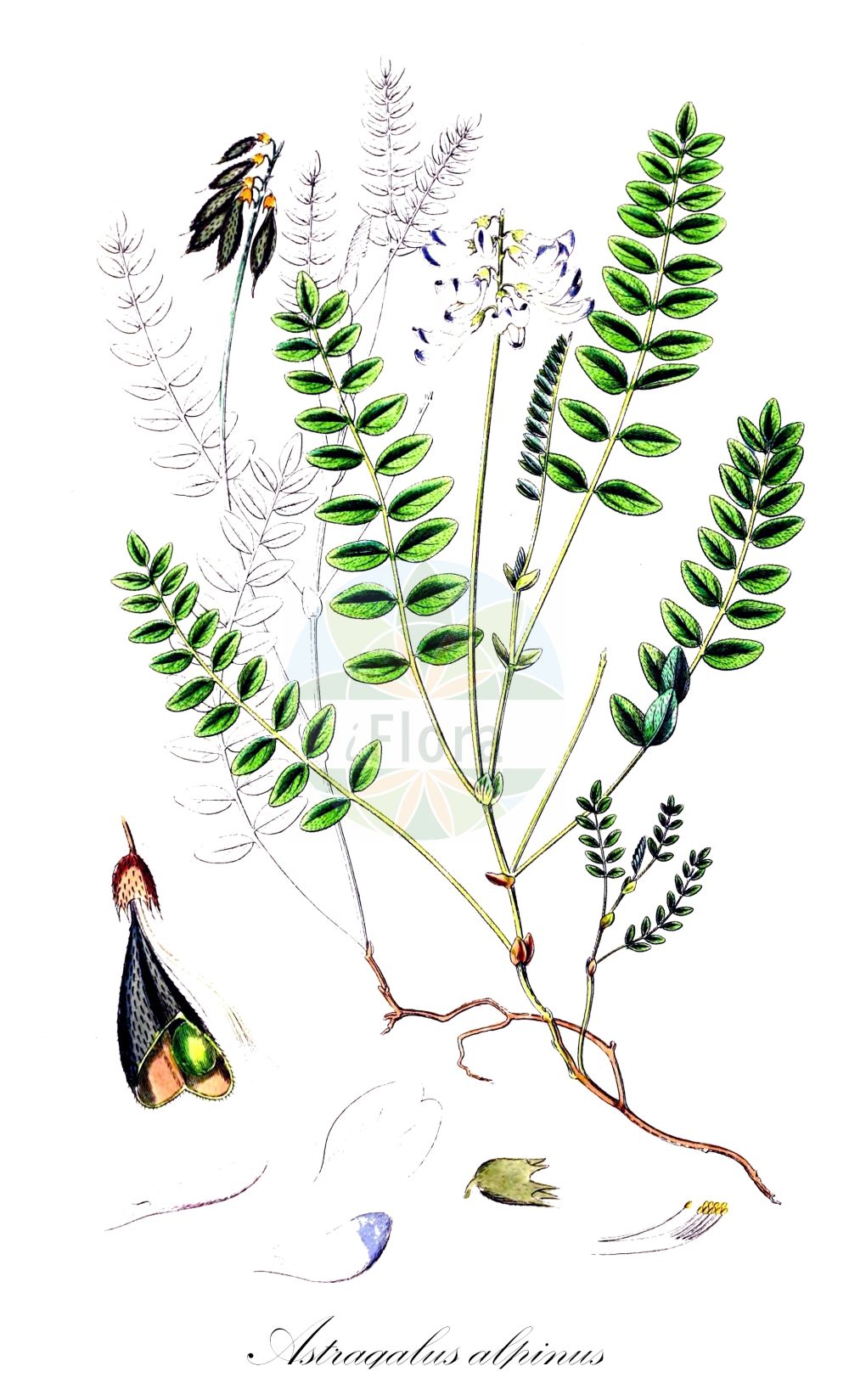 Historische Abbildung von Astragalus alpinus (Alpen-Tragant - Alpine Milk-vetch). Das Bild zeigt Blatt, Bluete, Frucht und Same. ---- Historical Drawing of Astragalus alpinus (Alpen-Tragant - Alpine Milk-vetch). The image is showing leaf, flower, fruit and seed.(Astragalus alpinus,Alpen-Tragant,Alpine Milk-vetch,Astragalus alpinus,Alpen-Tragant,Alpine Milk-vetch,Astragalus,Tragant,Milkvetch,Fabaceae,Schmetterlingsblütler,Pea family,Blatt,Bluete,Frucht,Same,leaf,flower,fruit,seed,Sowerby (1790-1813))
