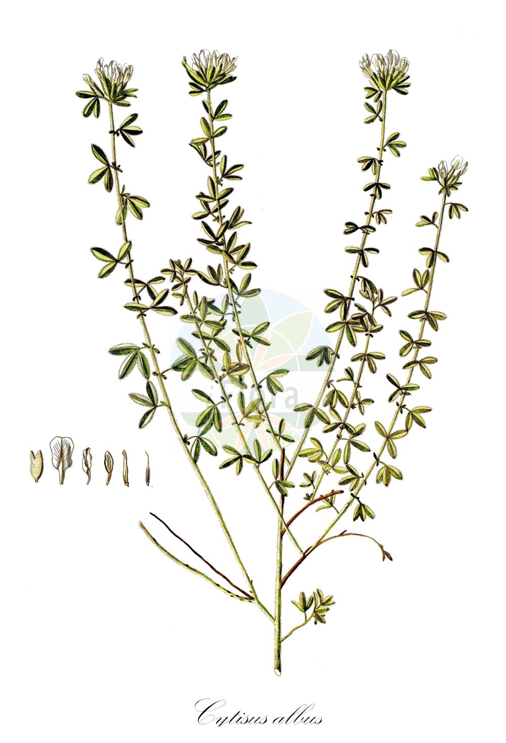 Historische Abbildung von Cytisus albus. Das Bild zeigt Blatt, Bluete, Frucht und Same. ---- Historical Drawing of Cytisus albus. The image is showing leaf, flower, fruit and seed.(Cytisus albus,Chamaecytisus albus,Cytisus albus,Cytisus leucanthus Waldst. &,Cytisus,Geißklee,Broom,Fabaceae,Schmetterlingsblütler,Pea family,Blatt,Bluete,Frucht,Same,leaf,flower,fruit,seed,Waldstein-Wartenberg & Kitaibel (1799-1812))