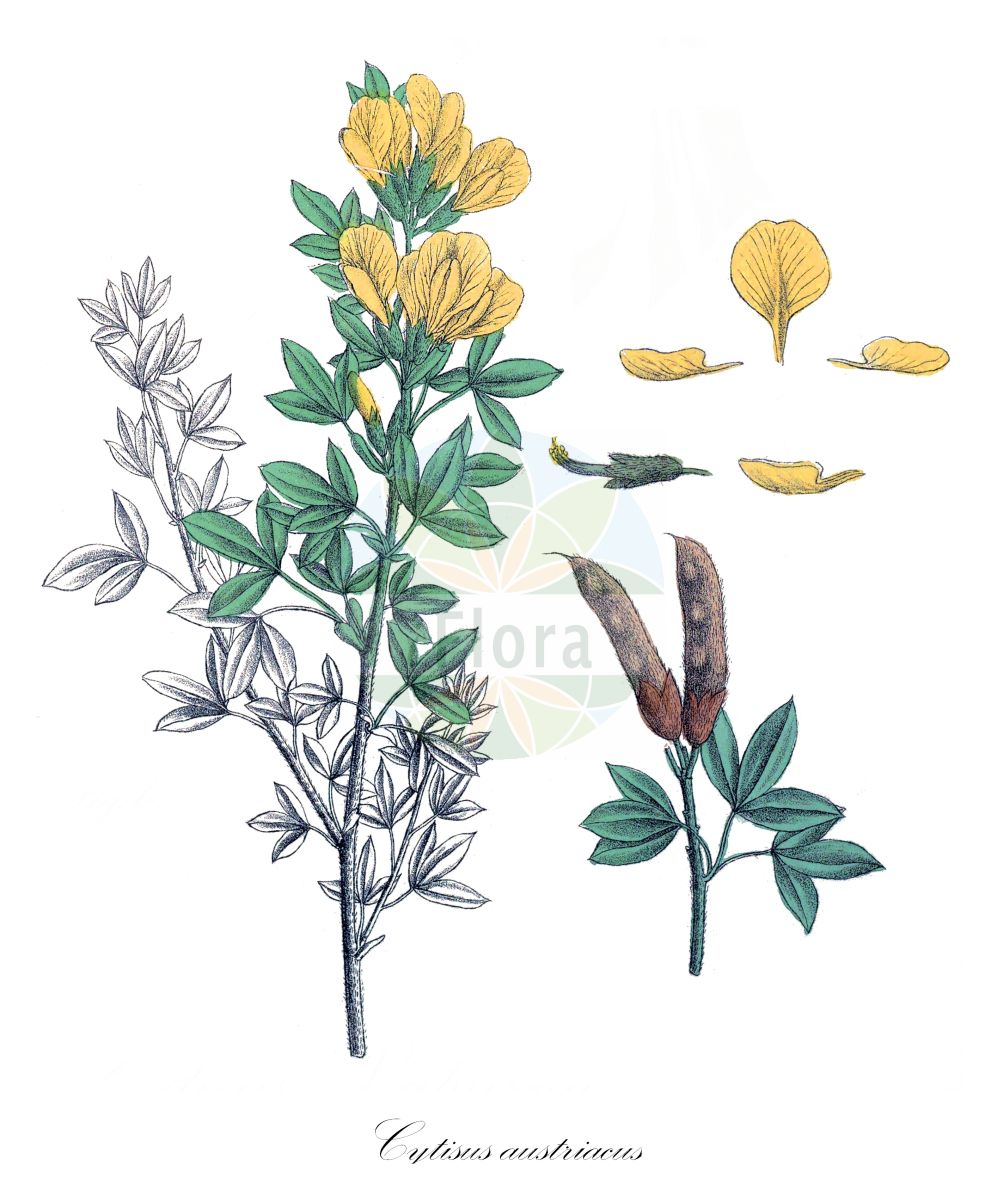 Historische Abbildung von Cytisus austriacus. Das Bild zeigt Blatt, Bluete, Frucht und Same. ---- Historical Drawing of Cytisus austriacus. The image is showing leaf, flower, fruit and seed.(Cytisus austriacus,Chamaecytisus austriacus,Chamaecytisus danubialis,Cytisus austriacus,Cytisus danubialis,Cytisus pindicola,Cytisus,Geißklee,Broom,Fabaceae,Schmetterlingsblütler,Pea family,Blatt,Bluete,Frucht,Same,leaf,flower,fruit,seed,Krebs (1826-1832))