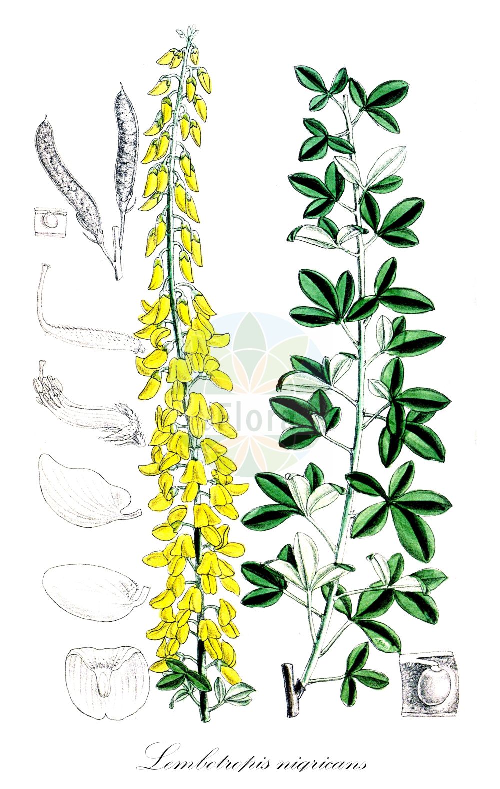 Historische Abbildung von Lembotropis nigricans (Schwarzwerdender Geißklee - Black Broom). Das Bild zeigt Blatt, Bluete, Frucht und Same. ---- Historical Drawing of Lembotropis nigricans (Schwarzwerdender Geißklee - Black Broom). The image is showing leaf, flower, fruit and seed.(Lembotropis nigricans,Schwarzwerdender Geißklee,Black Broom,Cytisus nigricans,Lembotropis nigricans,Schwarzwerdender Geissklee,Schwarzwerdender Ginster,Trauben-Geissklee,Black Broom,Spike Broom,Yellow-flowered Broom,Lembotropis,Geißklee,Fabaceae,Schmetterlingsblütler,Pea family,Blatt,Bluete,Frucht,Same,leaf,flower,fruit,seed)