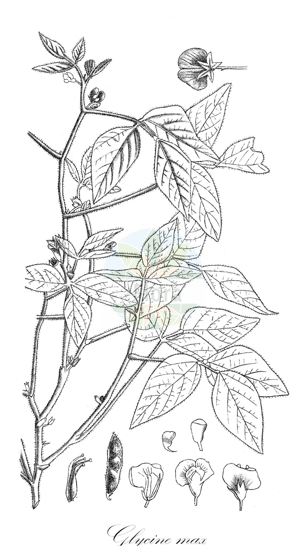 Historische Abbildung von Glycine max. Das Bild zeigt Blatt, Bluete, Frucht und Same. ---- Historical Drawing of Glycine max. The image is showing leaf, flower, fruit and seed.(Glycine max,Dolichos soja,Glycine angustifolia,Glycine gracilis,Glycine hispida,Glycine max,Phalseolus max,Phaseolus max,Soja angustifolia,Soja hispida,Soja japonica,Soja max,Soja soja,Soja viridis,Glycine,Fabaceae,Schmetterlingsblütler,Pea family,Blatt,Bluete,Frucht,Same,leaf,flower,fruit,seed,Kirtikar & Basu (1918))