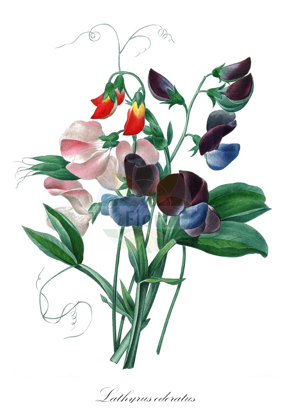 Historische Abbildung von Lathyrus odoratus. Das Bild zeigt Blatt, Bluete, Frucht und Same. ---- Historical Drawing of Lathyrus odoratus. The image is showing leaf, flower, fruit and seed.(Lathyrus odoratus,Lathyrus odoratus,Lathyrus,Platterbse,Pea,Fabaceae,Schmetterlingsblütler,Pea family,Blatt,Bluete,Frucht,Same,leaf,flower,fruit,seed,Redouté (1833))