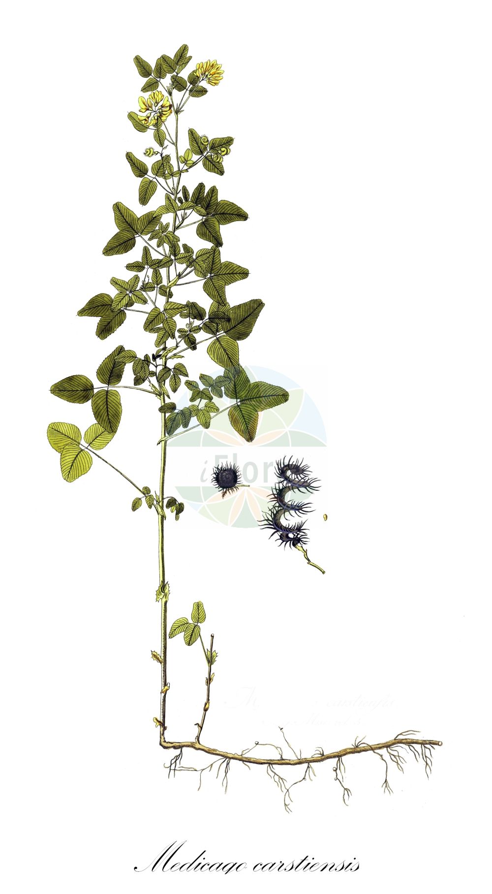 Historische Abbildung von Medicago carstiensis. Das Bild zeigt Blatt, Bluete, Frucht und Same. ---- Historical Drawing of Medicago carstiensis. The image is showing leaf, flower, fruit and seed.(Medicago carstiensis,Medicago carstiensis,Medicago,Schneckenklee,Alfalfa,Fabaceae,Schmetterlingsblütler,Pea family,Blatt,Bluete,Frucht,Same,leaf,flower,fruit,seed)