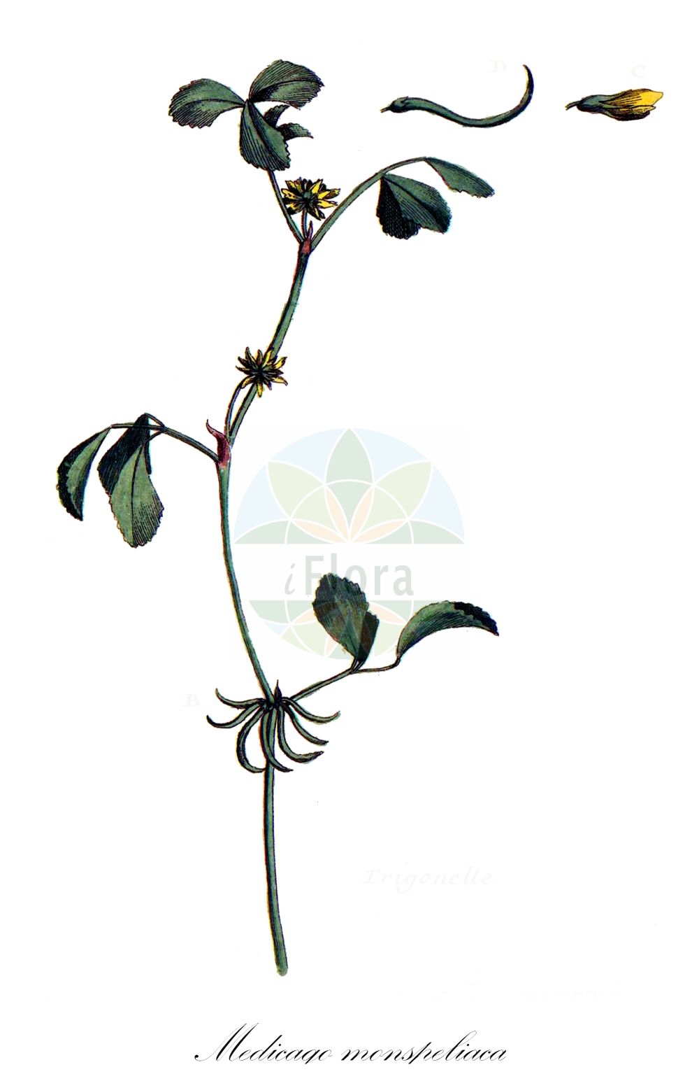 Historische Abbildung von Medicago monspeliaca. Das Bild zeigt Blatt, Bluete, Frucht und Same. ---- Historical Drawing of Medicago monspeliaca. The image is showing leaf, flower, fruit and seed.(Medicago monspeliaca,Medicago monspeliaca,Trigonella monspeliaca,Trigonella monspeliaca subsp. subacaulis,Medicago,Schneckenklee,Alfalfa,Fabaceae,Schmetterlingsblütler,Pea family,Blatt,Bluete,Frucht,Same,leaf,flower,fruit,seed,Bulliard (1776-1781))