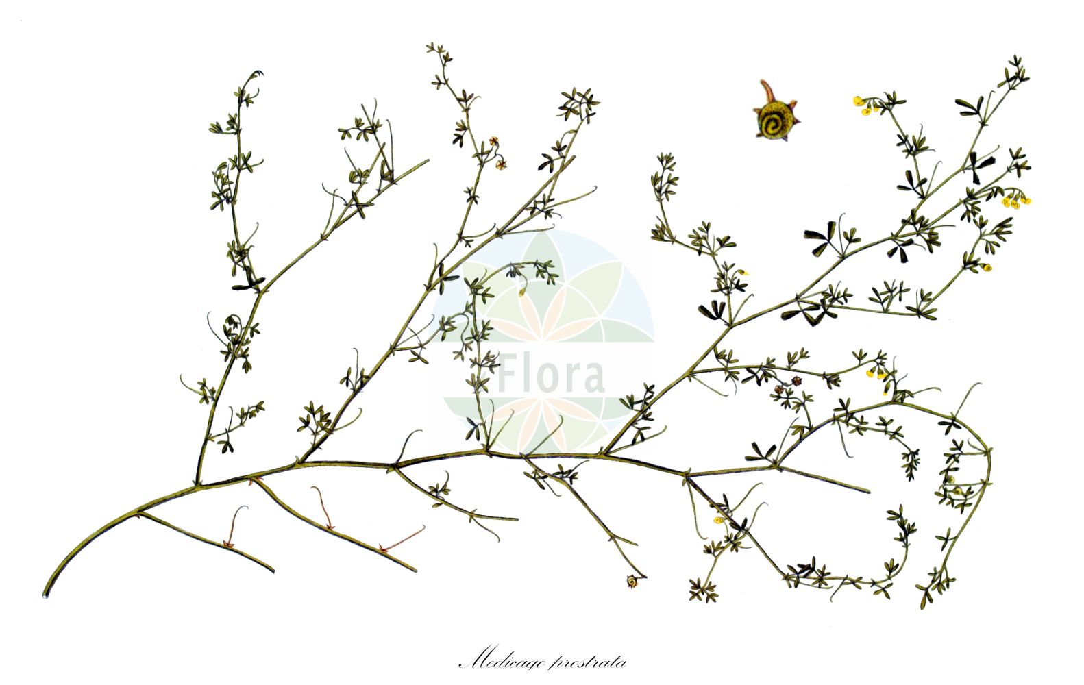 Historische Abbildung von Medicago prostrata. Das Bild zeigt Blatt, Bluete, Frucht und Same. ---- Historical Drawing of Medicago prostrata. The image is showing leaf, flower, fruit and seed.(Medicago prostrata,Medicago declinata,Medicago prostrata,Medicago,Schneckenklee,Alfalfa,Fabaceae,Schmetterlingsblütler,Pea family,Blatt,Bluete,Frucht,Same,leaf,flower,fruit,seed,von Jacquin (1770-1776))