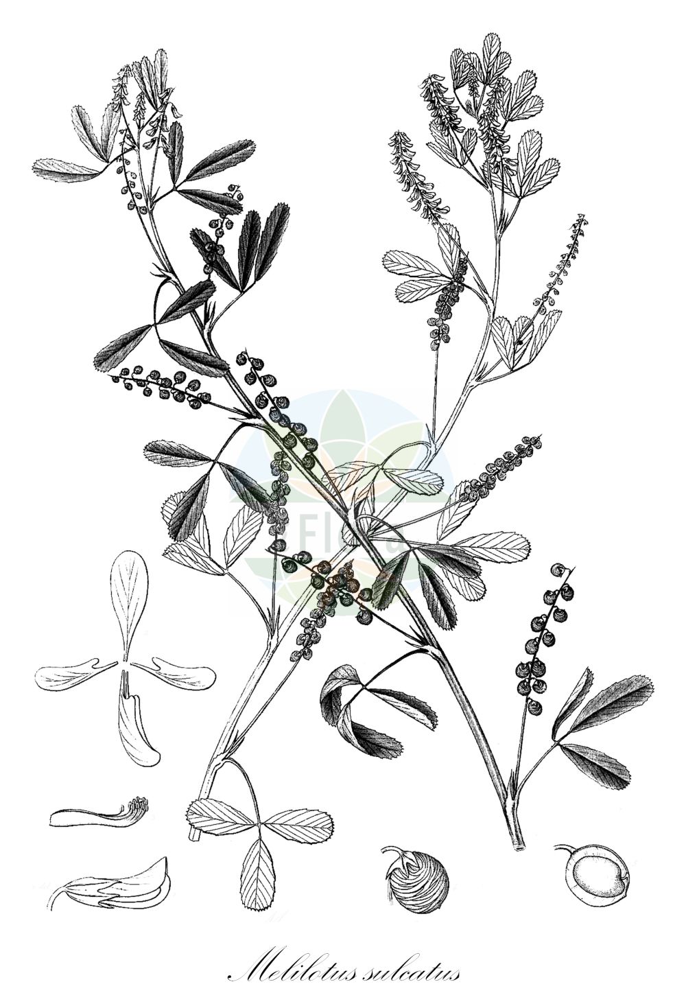 Historische Abbildung von Melilotus sulcatus. Das Bild zeigt Blatt, Bluete, Frucht und Same. ---- Historical Drawing of Melilotus sulcatus. The image is showing leaf, flower, fruit and seed.(Melilotus sulcatus,Melilotus compactus,Melilotus sulcatus,Melilotus sulcatus subsp. aschersonii,Melilotus,Steinklee,Sweetclover,Fabaceae,Schmetterlingsblütler,Pea family,Blatt,Bluete,Frucht,Same,leaf,flower,fruit,seed,Moris (1837-1859))