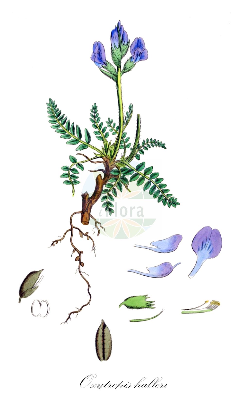 Historische Abbildung von Oxytropis halleri (Purple Oxytropis). Das Bild zeigt Blatt, Bluete, Frucht und Same. ---- Historical Drawing of Oxytropis halleri (Purple Oxytropis). The image is showing leaf, flower, fruit and seed.(Oxytropis halleri,Purple Oxytropis,Astragalus sericeus,Astragalus variabilis,Astragalus velutinus,Oxytropis halleri,Oxytropis,Fahnenwicke,Vetch,Fabaceae,Schmetterlingsblütler,Pea family,Blatt,Bluete,Frucht,Same,leaf,flower,fruit,seed,Sowerby (1790-1813))