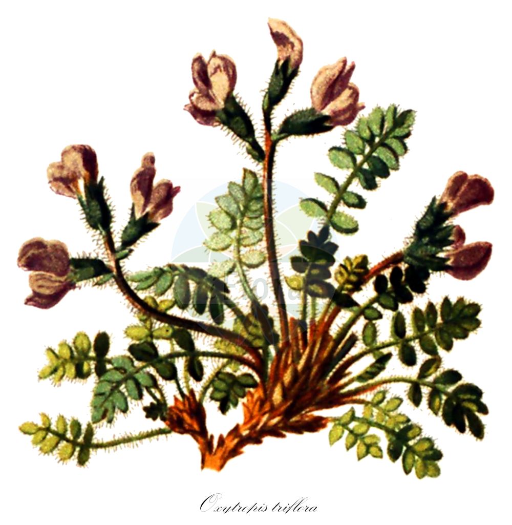 Historische Abbildung von Oxytropis triflora. Das Bild zeigt Blatt, Bluete, Frucht und Same. ---- Historical Drawing of Oxytropis triflora. The image is showing leaf, flower, fruit and seed.(Oxytropis triflora,Astragalus triflorus,Oxytropis triflora,Oxytropis,Fahnenwicke,Vetch,Fabaceae,Schmetterlingsblütler,Pea family,Blatt,Bluete,Frucht,Same,leaf,flower,fruit,seed,Seboth & Graf (1879-1884))