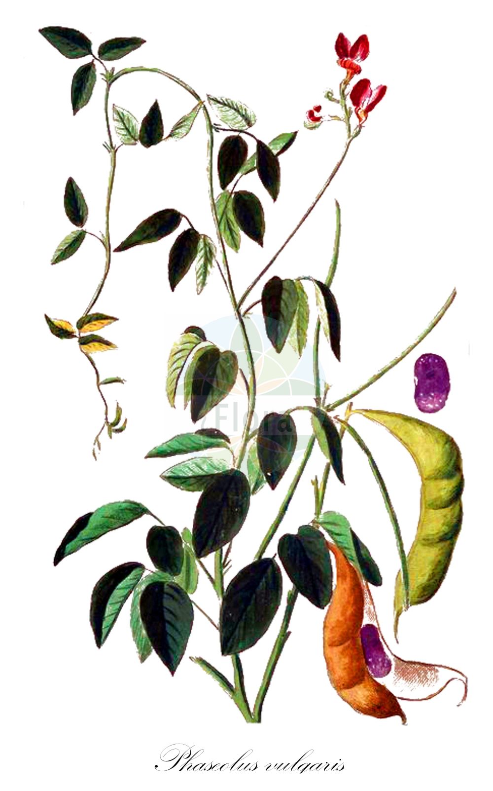 Historische Abbildung von Phaseolus vulgaris (Garten-Bohne - French Bean). Das Bild zeigt Blatt, Bluete, Frucht und Same. ---- Historical Drawing of Phaseolus vulgaris (Garten-Bohne - French Bean). The image is showing leaf, flower, fruit and seed.(Phaseolus vulgaris,Garten-Bohne,French Bean,Phaseolus communis,Phaseolus compessus,Phaseolus esculentus,Phaseolus nanus,Phaseolus vulgaris,Garten-Bohne,French Bean,Bush Bean,Climbing French Bean,Kidney Bean,Climbing Kidney Bean,Dry Bean,Field Bean,Flageolet Bean,Garden Bean,Green Bean,Haricot Bean,Pop Bean,Snap Bean,String Bean,Phaseolus,Phaseolus-Bohne,Bean,Fabaceae,Schmetterlingsblütler,Pea family,Blatt,Bluete,Frucht,Same,leaf,flower,fruit,seed,Bonelli (1771-1793))