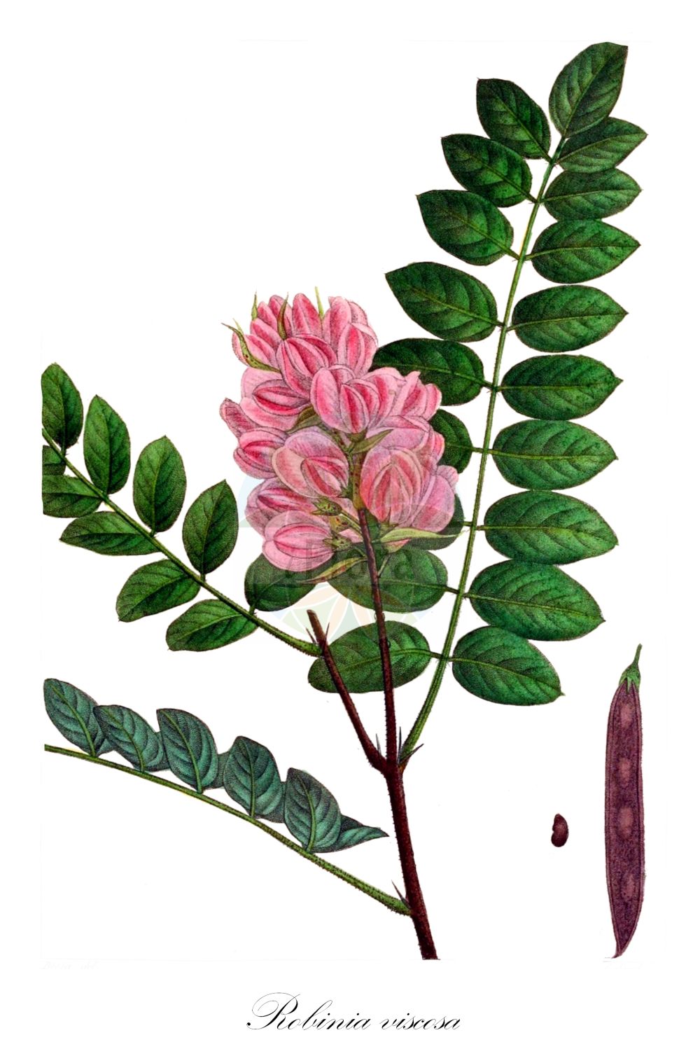 Historische Abbildung von Robinia viscosa. Das Bild zeigt Blatt, Bluete, Frucht und Same. ---- Historical Drawing of Robinia viscosa. The image is showing leaf, flower, fruit and seed.(Robinia viscosa,Robinia glutinosa,Robinia viscosa,Robinia,Robinie,Locust,Fabaceae,Schmetterlingsblütler,Pea family,Blatt,Bluete,Frucht,Same,leaf,flower,fruit,seed)