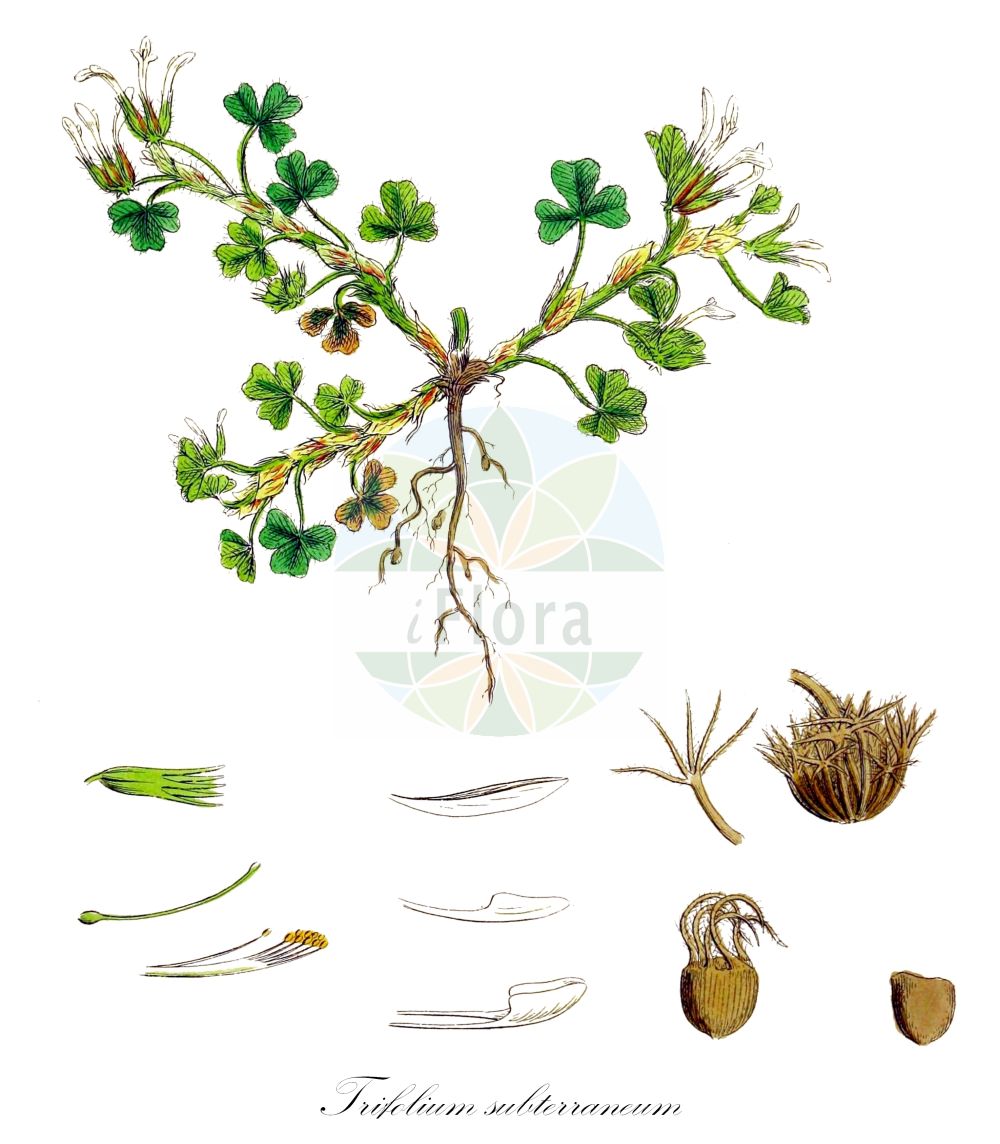 Historische Abbildung von Trifolium subterraneum (Subterranean Clover). Das Bild zeigt Blatt, Bluete, Frucht und Same. ---- Historical Drawing of Trifolium subterraneum (Subterranean Clover). The image is showing leaf, flower, fruit and seed.(Trifolium subterraneum,Subterranean Clover,Calycomorphum subterraneum,Trifolium subterraneum,Trifolium,Klee,Clover,Fabaceae,Schmetterlingsblütler,Pea family,Blatt,Bluete,Frucht,Same,leaf,flower,fruit,seed,Sowerby (1790-1813))