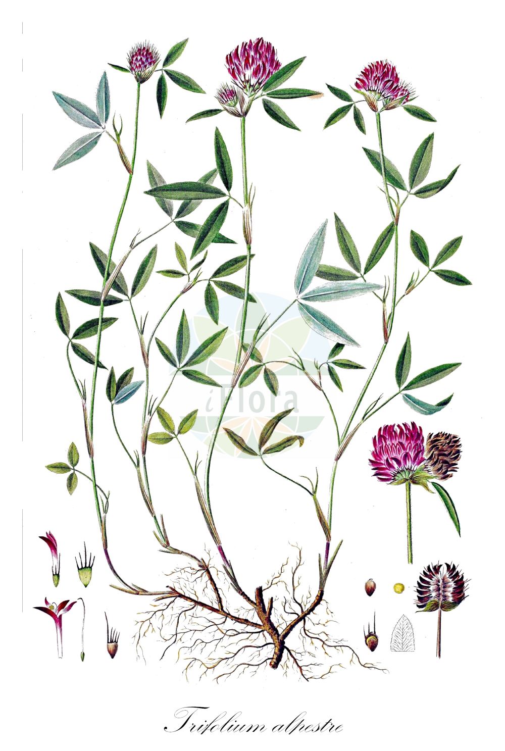Historische Abbildung von Trifolium alpestre (Hügel-Klee - Owl-head Clover). Das Bild zeigt Blatt, Bluete, Frucht und Same. ---- Historical Drawing of Trifolium alpestre (Hügel-Klee - Owl-head Clover). The image is showing leaf, flower, fruit and seed.(Trifolium alpestre,Hügel-Klee,Owl-head Clover,Trifolium alpestre,Huegel-Klee,Heide-Klee,Wald-Klee,Waldrand-Klee,Owl-head Clover,Mountain Zigzag Clover,Owl-headed Flower,Trifolium,Klee,Clover,Fabaceae,Schmetterlingsblütler,Pea family,Blatt,Bluete,Frucht,Same,leaf,flower,fruit,seed,Oeder (1761-1883))
