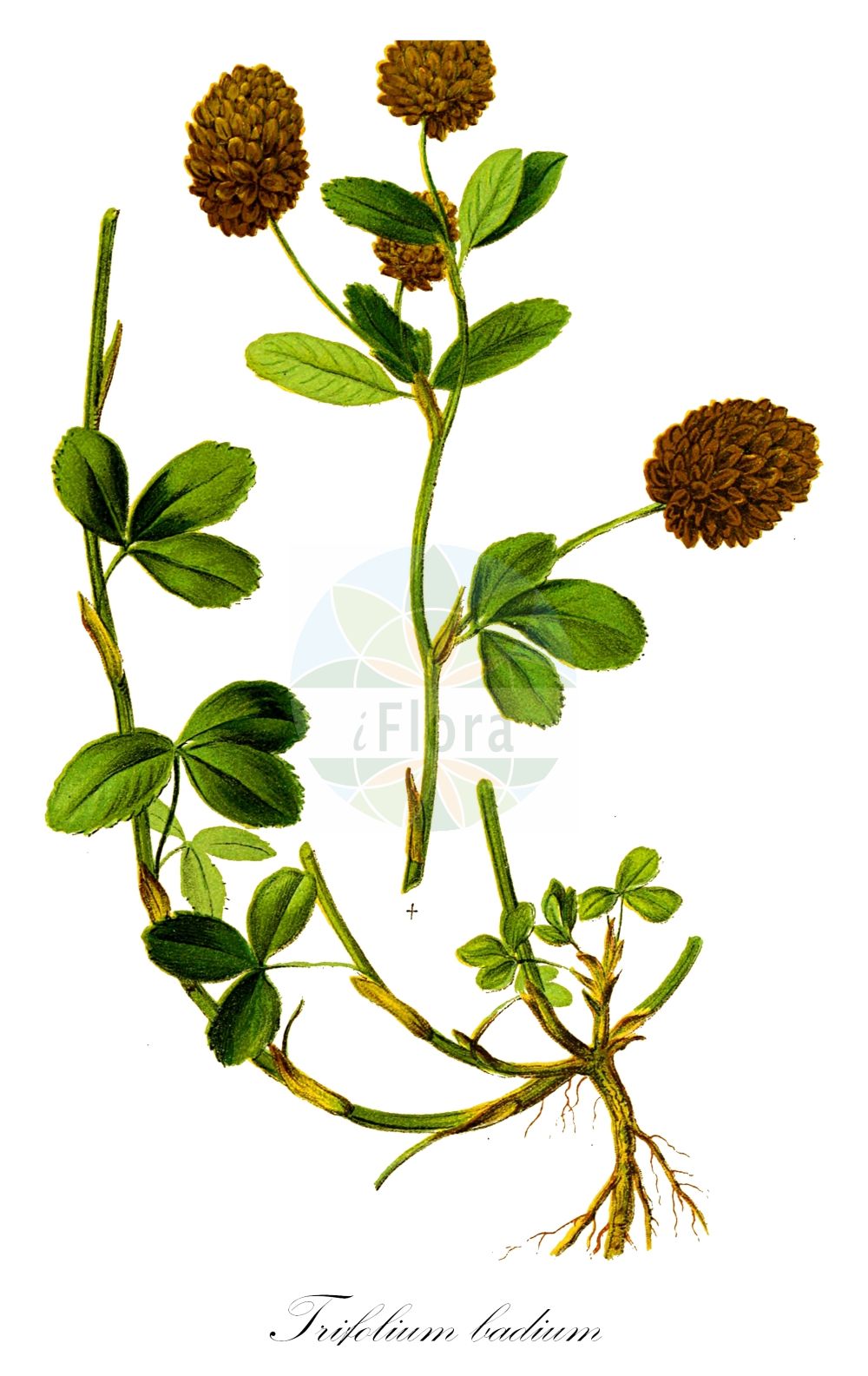 Historische Abbildung von Trifolium badium (Alpen-Braun-Klee - Brown Clover). Das Bild zeigt Blatt, Bluete, Frucht und Same. ---- Historical Drawing of Trifolium badium (Alpen-Braun-Klee - Brown Clover). The image is showing leaf, flower, fruit and seed.(Trifolium badium,Alpen-Braun-Klee,Brown Clover,Amarenus badius,Chrysaspis badia,Trifolium badium,Trifolium pseudobadium,Trifolium rytidosemium,Alpen-Braun-Klee,Lederbrauner Klee,Brown Clover,Brown Trefoil,Trifolium,Klee,Clover,Fabaceae,Schmetterlingsblütler,Pea family,Blatt,Bluete,Frucht,Same,leaf,flower,fruit,seed,Hartinger & von Dalla Torre (1806f))