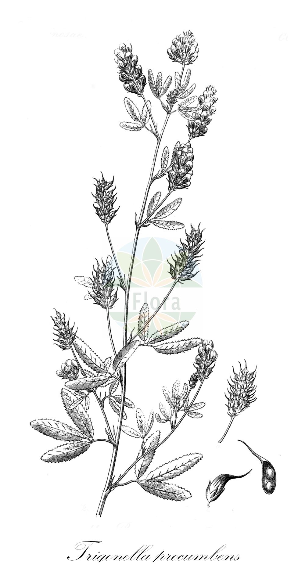 Historische Abbildung von Trigonella procumbens. Das Bild zeigt Blatt, Bluete, Frucht und Same. ---- Historical Drawing of Trigonella procumbens. The image is showing leaf, flower, fruit and seed.(Trigonella procumbens,Melilotus procumbens,Trigonella besseriana,Trigonella procumbens,Trigonella,Fabaceae,Schmetterlingsblütler,Pea family,Blatt,Bluete,Frucht,Same,leaf,flower,fruit,seed,Reichenbach (1823-1832))