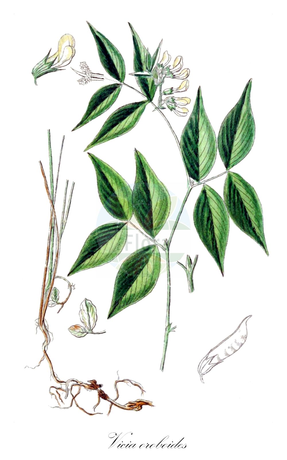 Historische Abbildung von Vicia oroboides (Walderbsen-Wicke - Pale Vetch). Das Bild zeigt Blatt, Bluete, Frucht und Same. ---- Historical Drawing of Vicia oroboides (Walderbsen-Wicke - Pale Vetch). The image is showing leaf, flower, fruit and seed.(Vicia oroboides,Walderbsen-Wicke,Pale Vetch,Vicia oroboides,Walderbsen-Wicke,Pale Vetch,Vicia,Wicke,Vetch,Fabaceae,Schmetterlingsblütler,Pea family,Blatt,Bluete,Frucht,Same,leaf,flower,fruit,seed,Sturm (1796f))