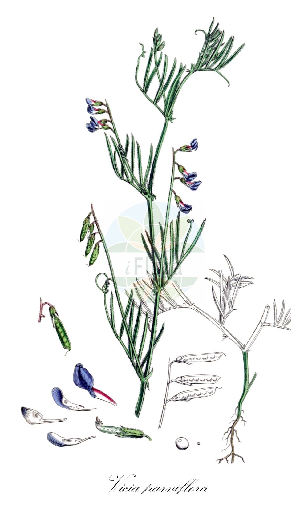 Historische Abbildung von Vicia parviflora (Zierliche Wicke - Slender Tare). Das Bild zeigt Blatt, Bluete, Frucht und Same. ---- Historical Drawing of Vicia parviflora (Zierliche Wicke - Slender Tare). The image is showing leaf, flower, fruit and seed.(Vicia parviflora,Zierliche Wicke,Slender Tare,Ervum gracile,Vicia gracilis,Vicia laxiflora,Vicia parviflora,Vicia tetrasperma var. tenuissima,Zierliche Wicke,Slender Tare,Slender Vetch,Vicia,Wicke,Vetch,Fabaceae,Schmetterlingsblütler,Pea family,Blatt,Bluete,Frucht,Same,leaf,flower,fruit,seed,Sowerby (1790-1813))