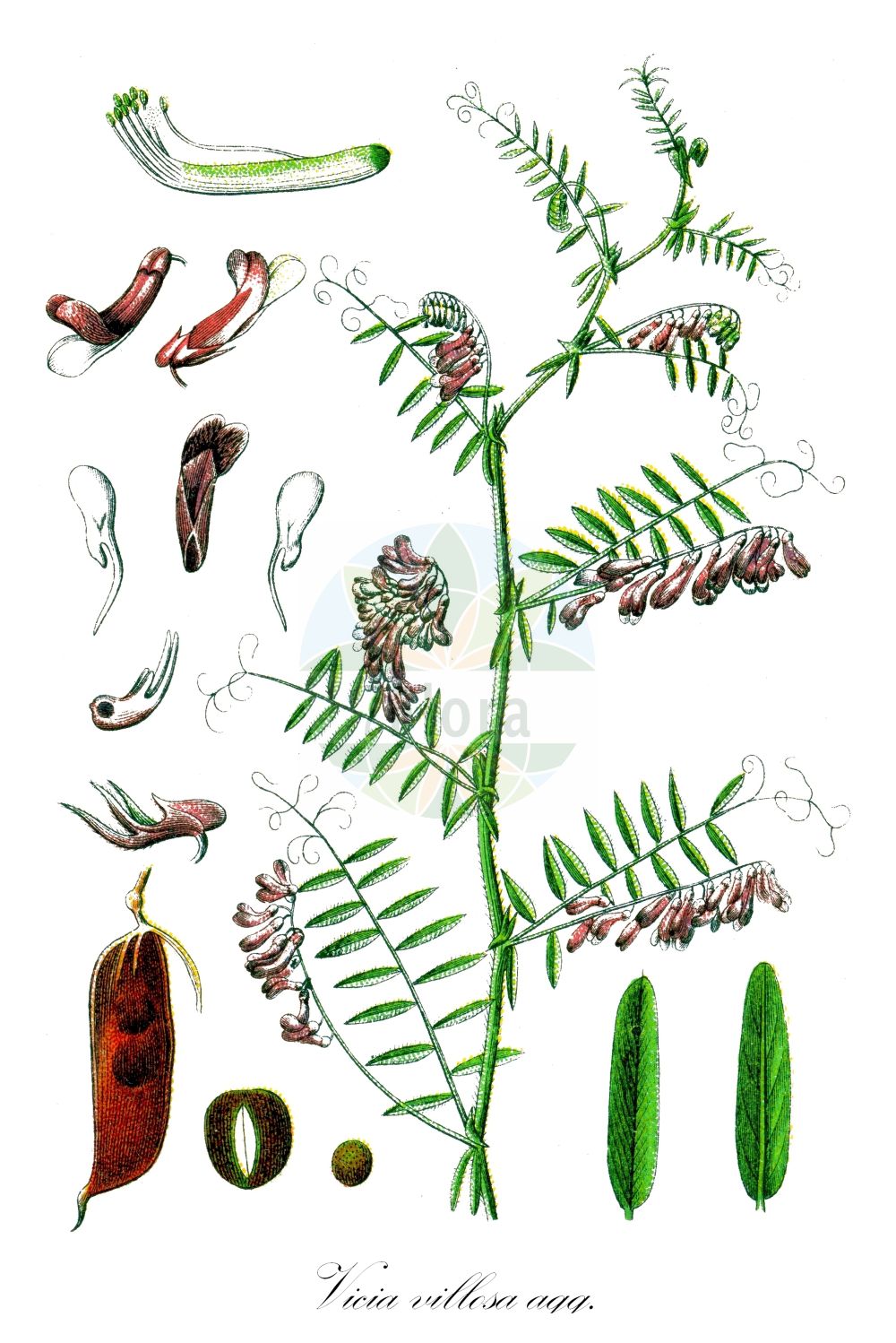 Historische Abbildung von Vicia villosa agg. (Bunte Wicke - Fodder Vetch). Das Bild zeigt Blatt, Bluete, Frucht und Same. ---- Historical Drawing of Vicia villosa agg. (Bunte Wicke - Fodder Vetch). The image is showing leaf, flower, fruit and seed.(Vicia villosa agg.,Bunte Wicke,Fodder Vetch,Bunte Wicke,Zottel-Wicke,Zottige Sand-Wicke,Fodder Vetch,Downy Vetch,Hairy Vetch,Russian Vetch,Sand Vetch,Winter Vetch,Vicia,Wicke,Vetch,Fabaceae,Schmetterlingsblütler,Pea family,Blatt,Bluete,Frucht,Same,leaf,flower,fruit,seed,Sturm (1796f))