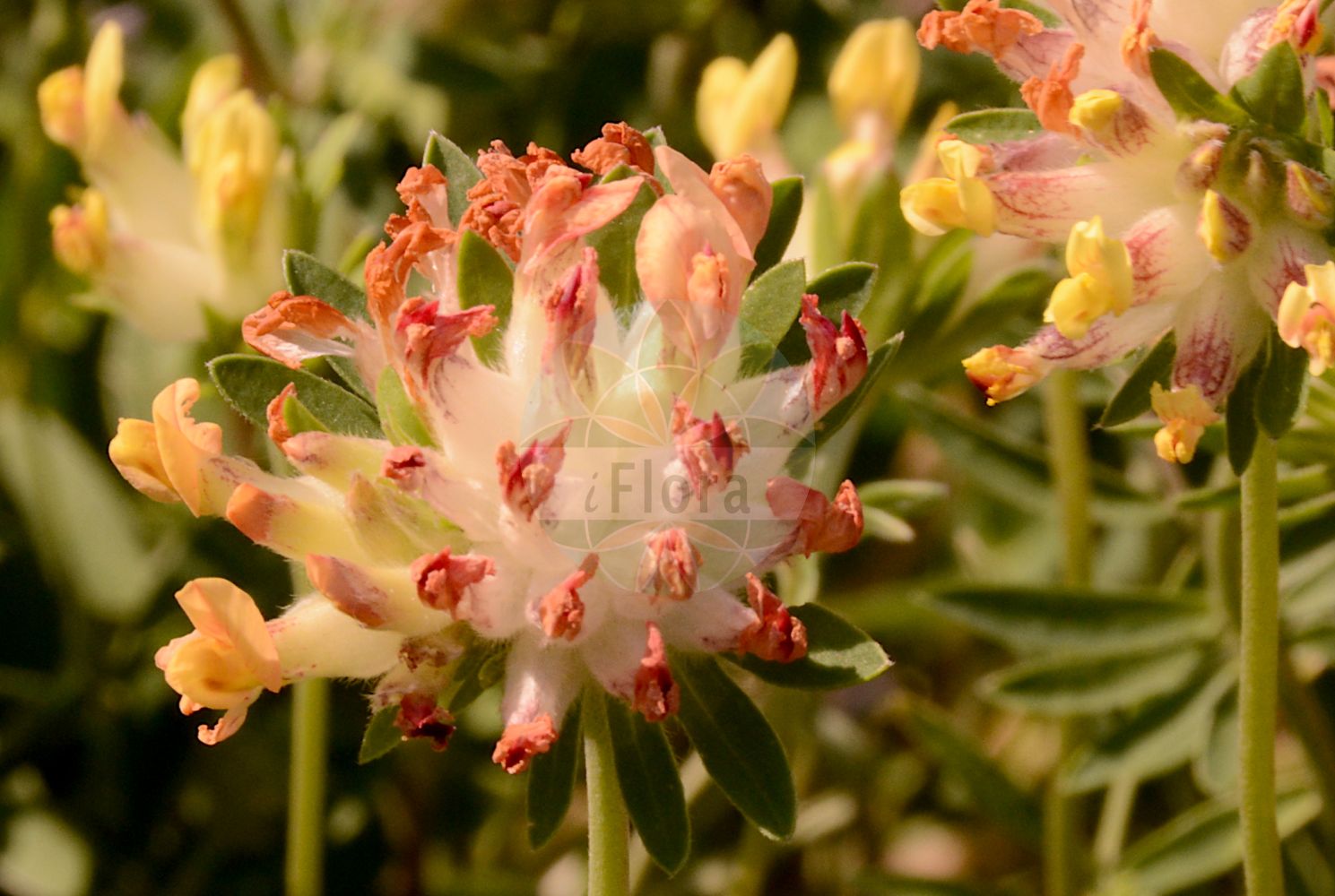 Foto von Anthyllis vulneraria subsp. alpestris (Alpen-Wundklee). Das Bild zeigt Bluete. Das Foto wurde in Wien, Österreich aufgenommen. ---- Photo of Anthyllis vulneraria subsp. alpestris (Alpen-Wundklee). The image is showing flower. The picture was taken in Vienna, Austria.(Anthyllis vulneraria subsp. alpestris,Alpen-Wundklee,Anthyllis vulneraria subsp. alpestris,Alpen-Wundklee,Anthyllis,Wundklee,Kidneyvetch,Fabaceae,Schmetterlingsblütler,Pea family,Bluete,flower)