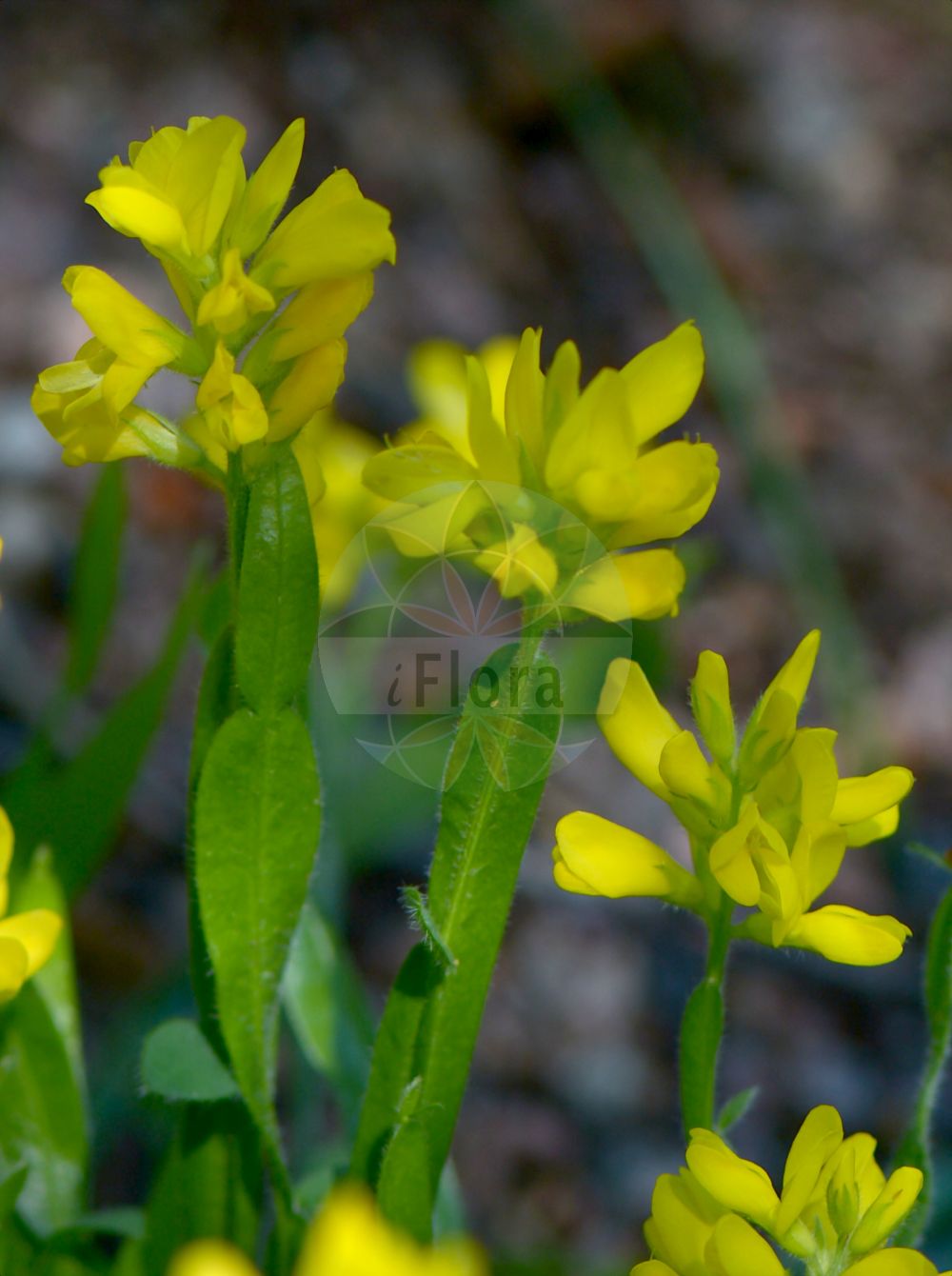 Foto von Genista sagittalis (Gewöhnlicher Flügelginster - Winged Greenweed). Das Bild zeigt Stamm, Blatt und Bluete. Das Foto wurde in Göteborg, Schweden aufgenommen. ---- Photo of Genista sagittalis (Gewöhnlicher Flügelginster - Winged Greenweed). The image is showing stem, leaf and flower. The picture was taken in Gothenburg, Sweden.(Genista sagittalis,Gewöhnlicher Flügelginster,Winged Greenweed,Chamaespartium sagittale,Cytisus sagittalis,Genista delphinensis,Genista sagittalis,Genistella sagittalis,Genistella sagittalis (L.) Gams,Pterospartum sagittale,Gewoehnlicher Fluegelginster,Erdpfriemen,Fluegelginster,Ramsele,Winged Greenweed,Pennate Greenweed,Winged Broom,Genista,Ginster,Broom,Fabaceae,Schmetterlingsblütler,Pea family,Stamm,Blatt,Bluete,stem,leaf,flower)