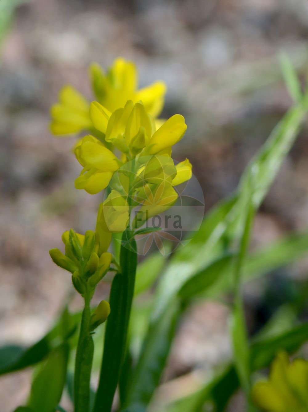 Foto von Genista sagittalis (Gewöhnlicher Flügelginster - Winged Greenweed). Das Bild zeigt Stamm, Blatt und Bluete. Das Foto wurde in Göteborg, Schweden aufgenommen. ---- Photo of Genista sagittalis (Gewöhnlicher Flügelginster - Winged Greenweed). The image is showing stem, leaf and flower. The picture was taken in Gothenburg, Sweden.(Genista sagittalis,Gewöhnlicher Flügelginster,Winged Greenweed,Chamaespartium sagittale,Cytisus sagittalis,Genista delphinensis,Genista sagittalis,Genistella sagittalis,Genistella sagittalis (L.) Gams,Pterospartum sagittale,Gewoehnlicher Fluegelginster,Erdpfriemen,Fluegelginster,Ramsele,Winged Greenweed,Pennate Greenweed,Winged Broom,Genista,Ginster,Broom,Fabaceae,Schmetterlingsblütler,Pea family,Stamm,Blatt,Bluete,stem,leaf,flower)